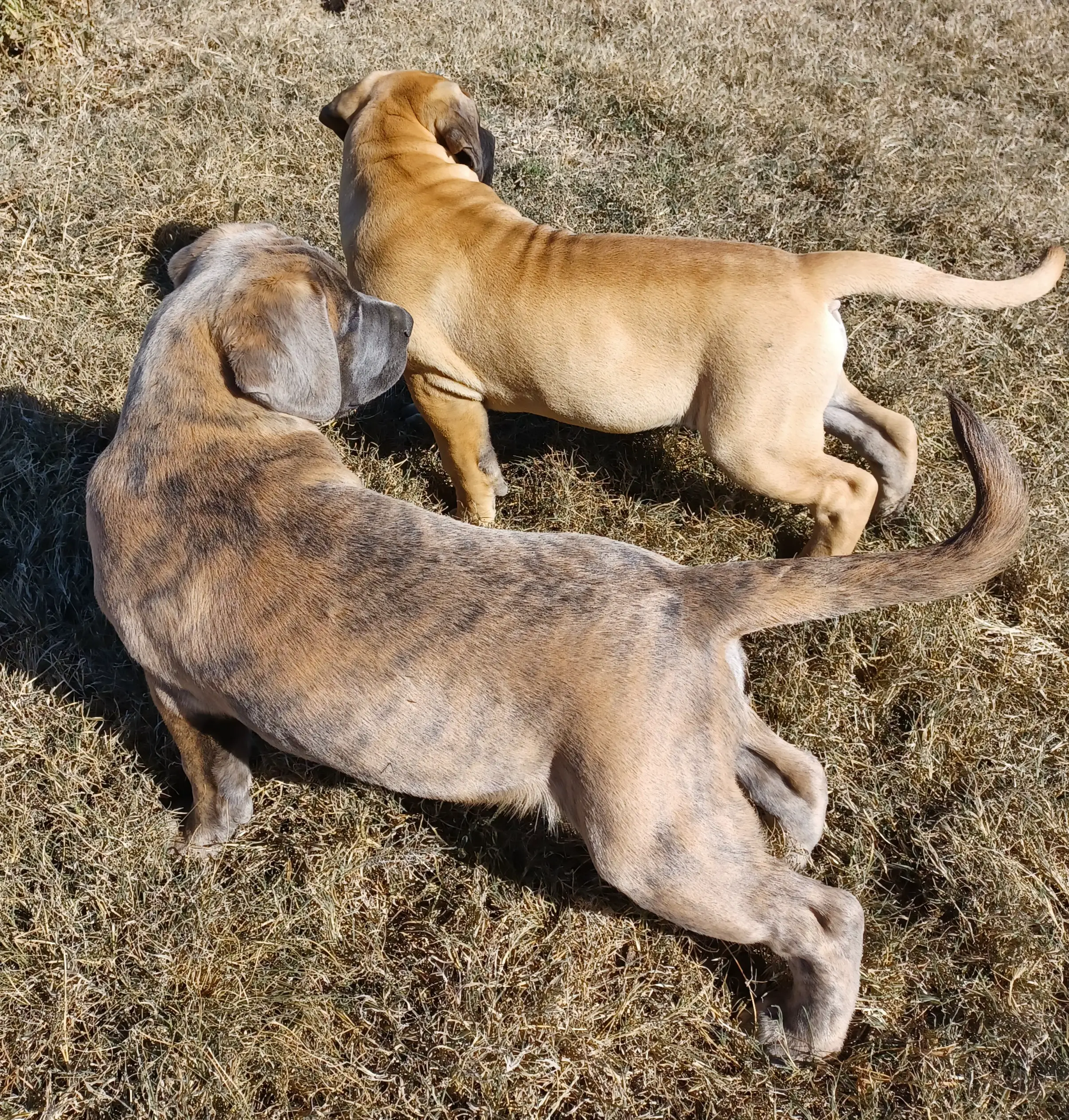 Boerboel Puppies in Bloemfontein (23/04/2021)
