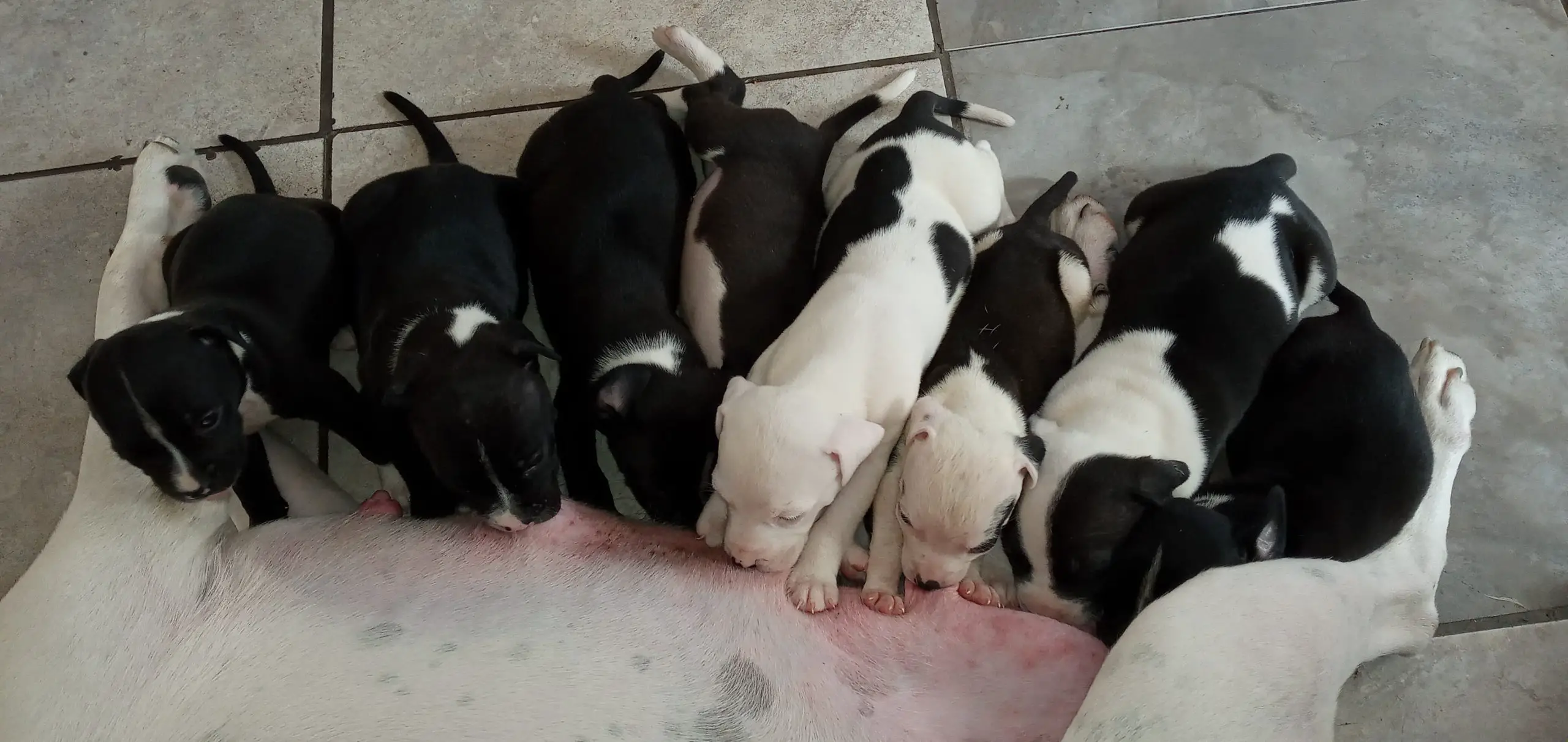 Pitbull Puppies in Kwazulu Natal (25/04/2021)
