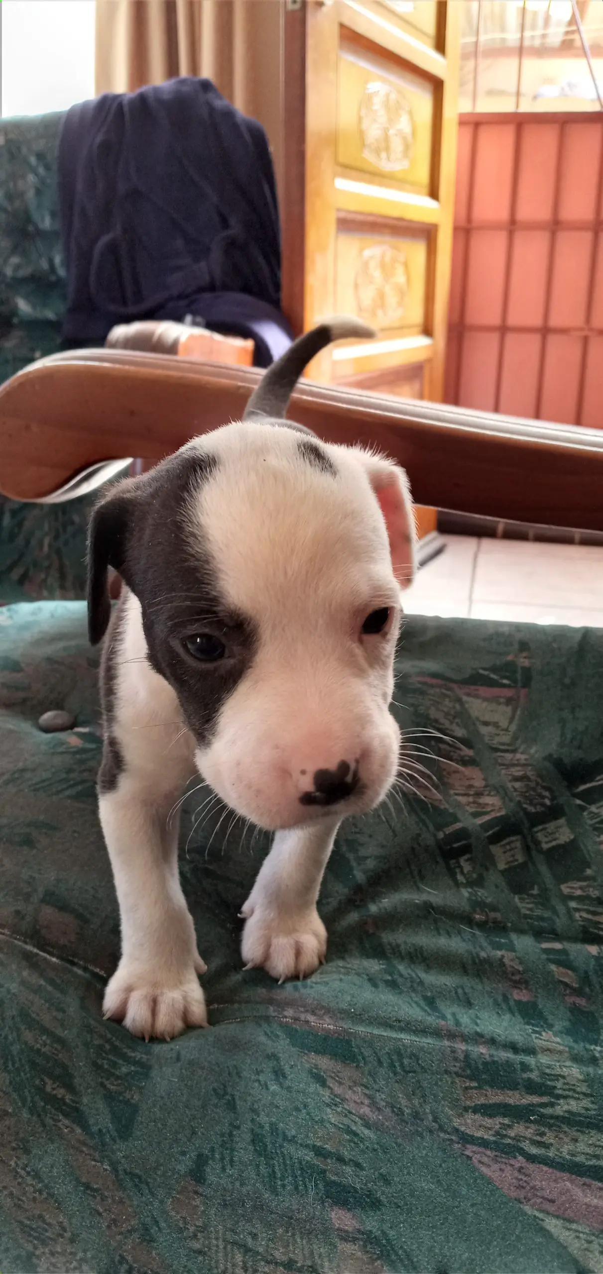 Pitbull Puppies in Kwazulu Natal (25/04/2021)