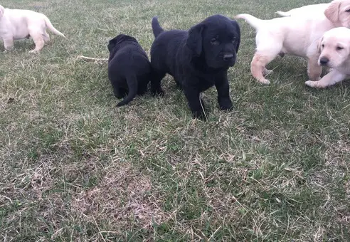 Labrador Puppies in Port Elizabeth (05/04/2021)