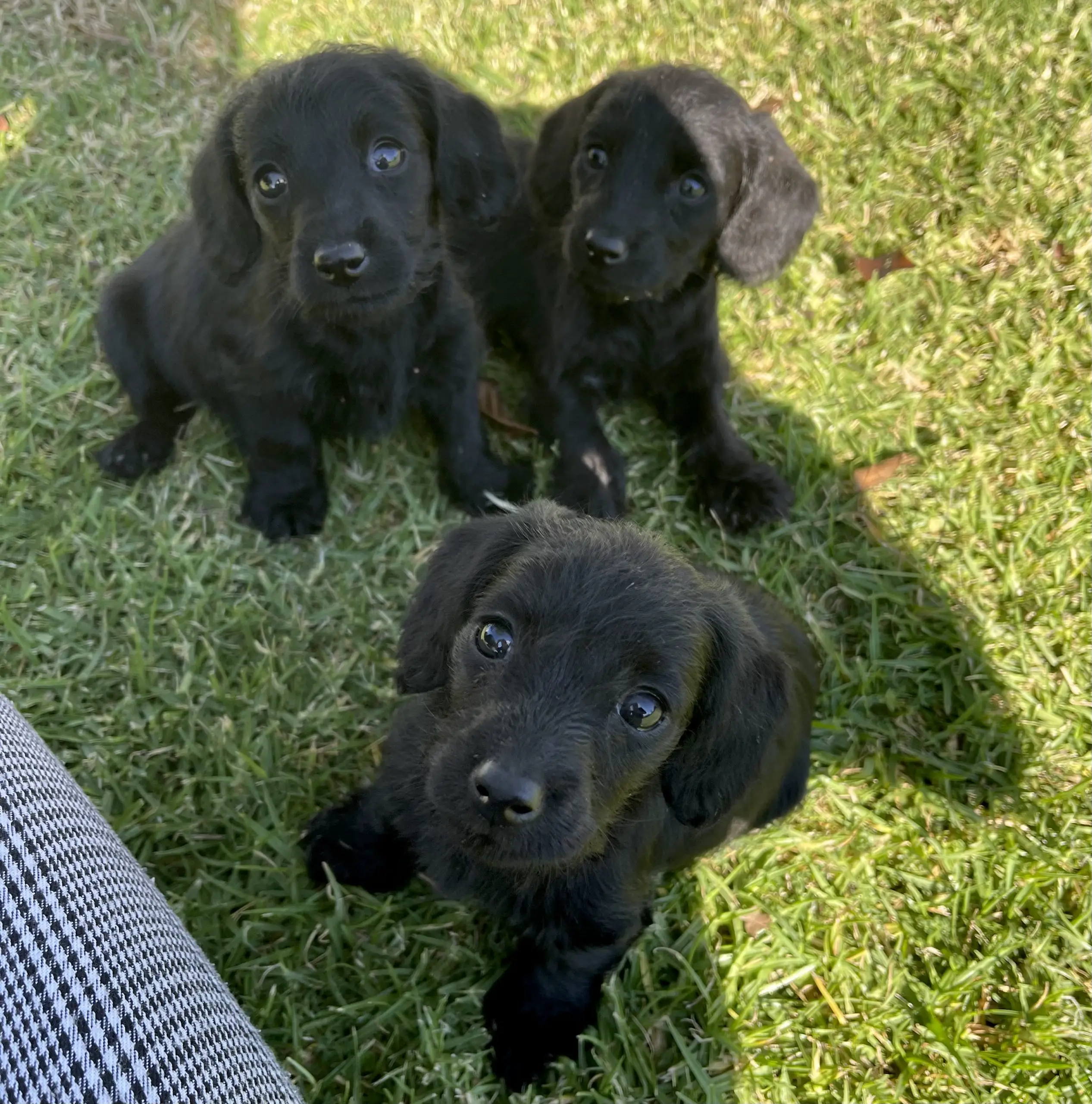 Other Puppies in Mpumalanga (25/04/2021)