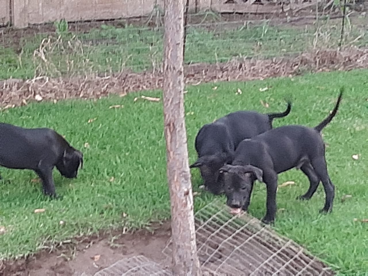 Pitbull Puppies in East Rand (11/04/2021)