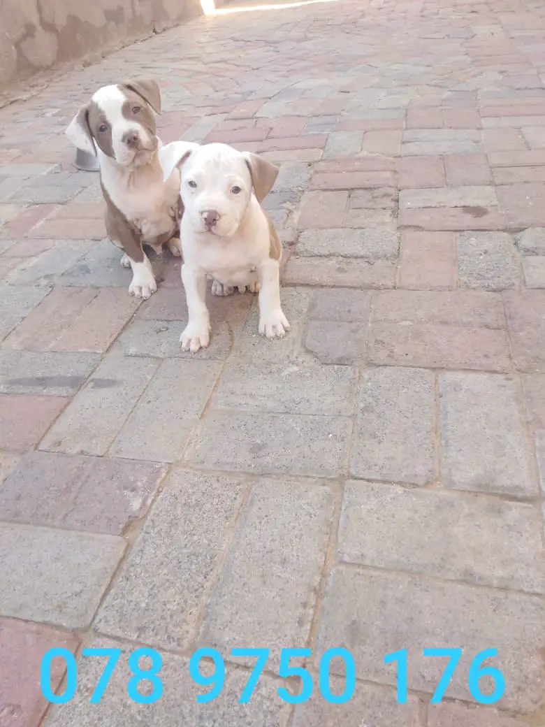 Pitbull Puppies in Johannesburg (02/04/2021)