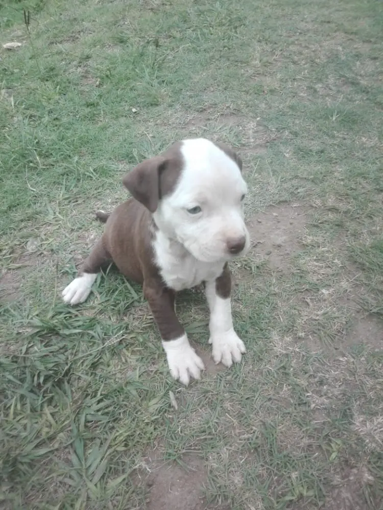 Pitbull Puppies in Other (02/04/2021)
