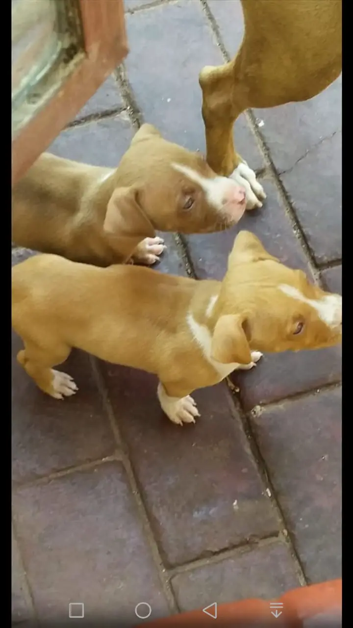 Pitbull Puppies in East Rand (15/04/2021)