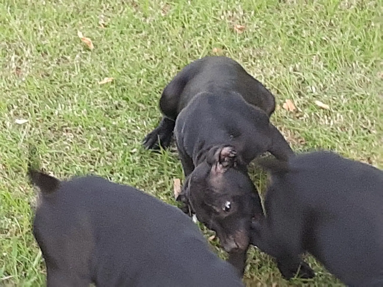 Pitbull Puppies in East Rand (28/04/2021)