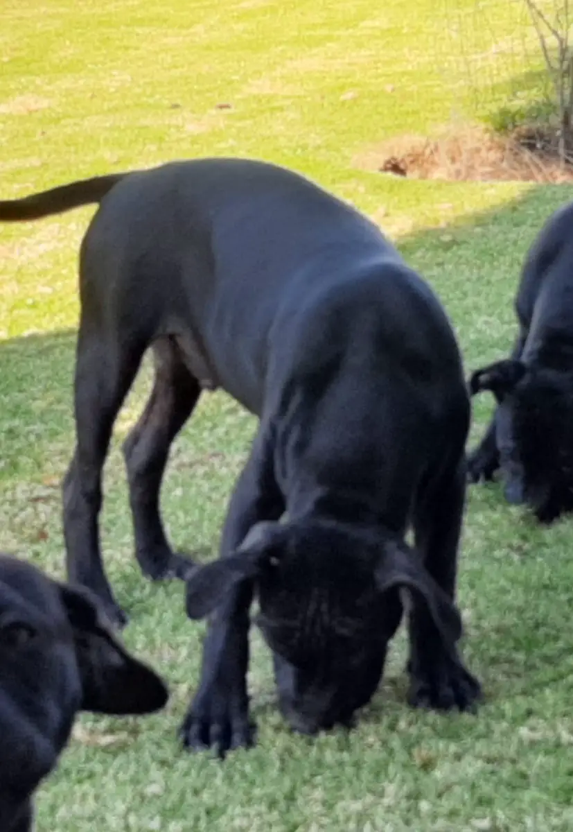 Pitbull Puppies in East Rand (19/04/2021)