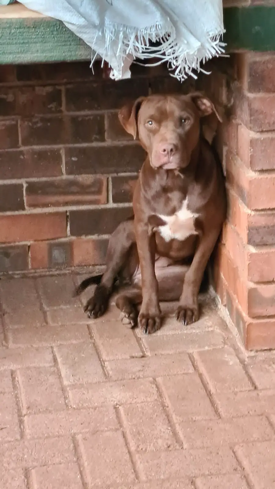 Pitbull Puppies in Johannesburg (29/04/2021)