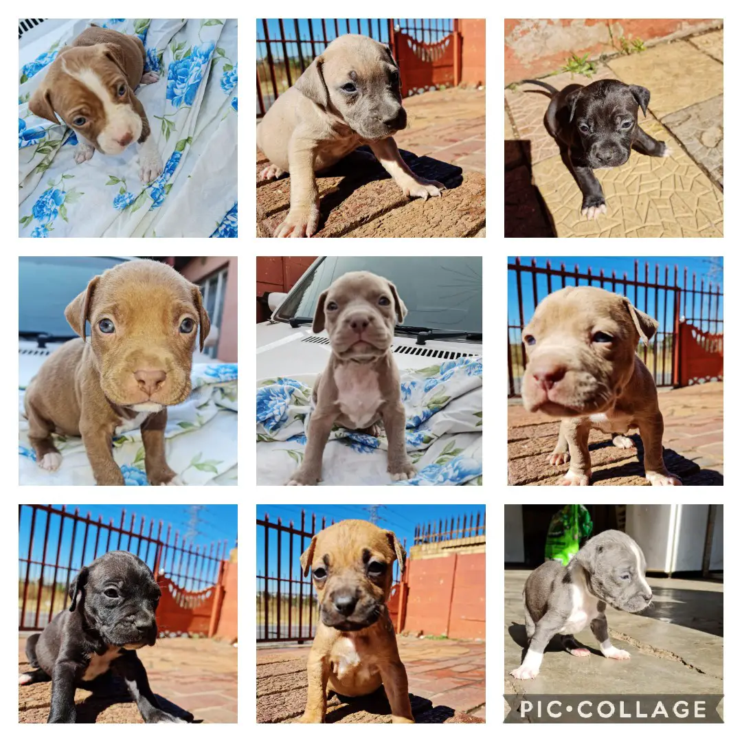 Pitbull Puppies in Johannesburg (27/04/2021)