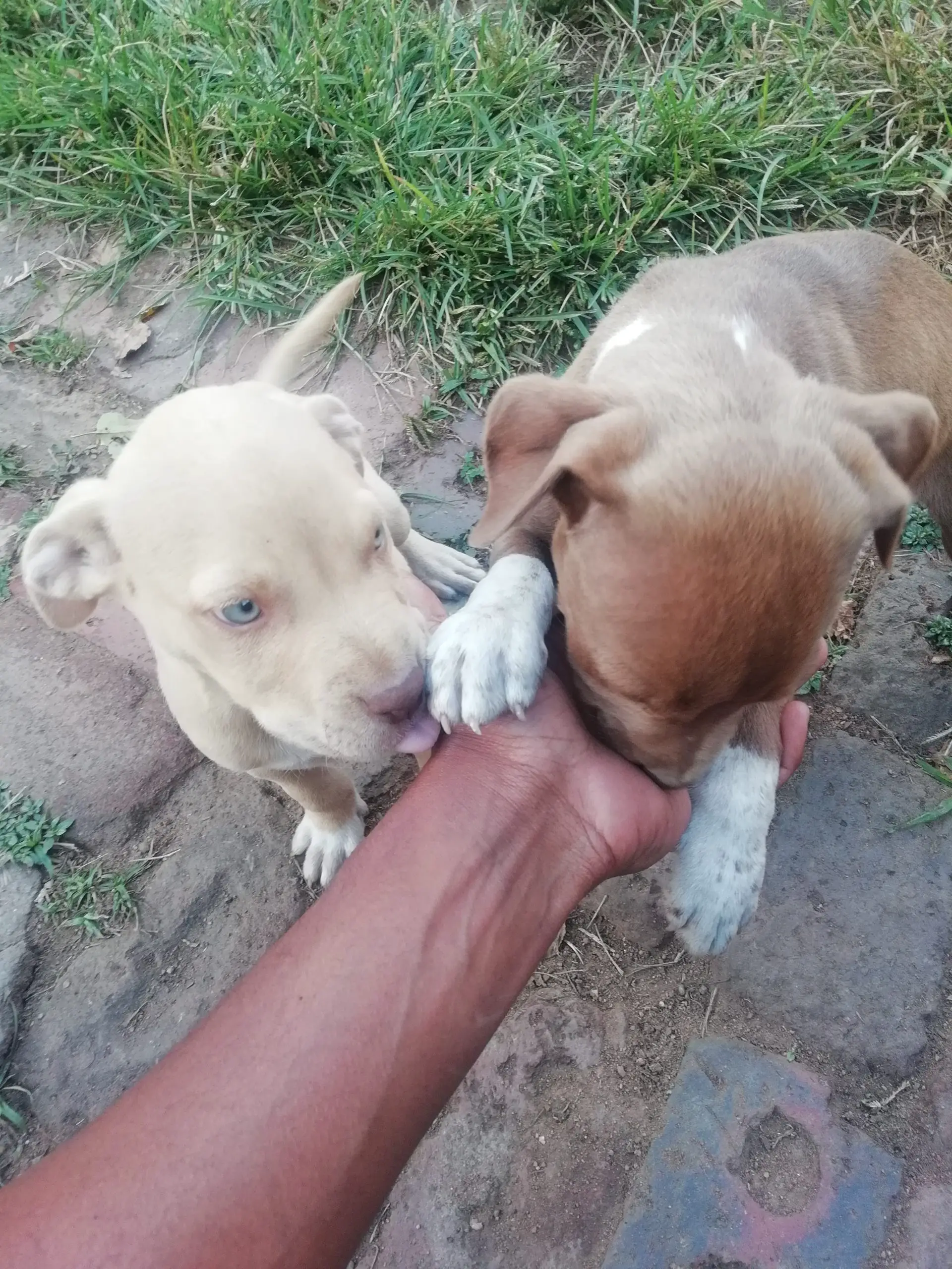 Pitbull Puppies in Johannesburg (03/04/2021)