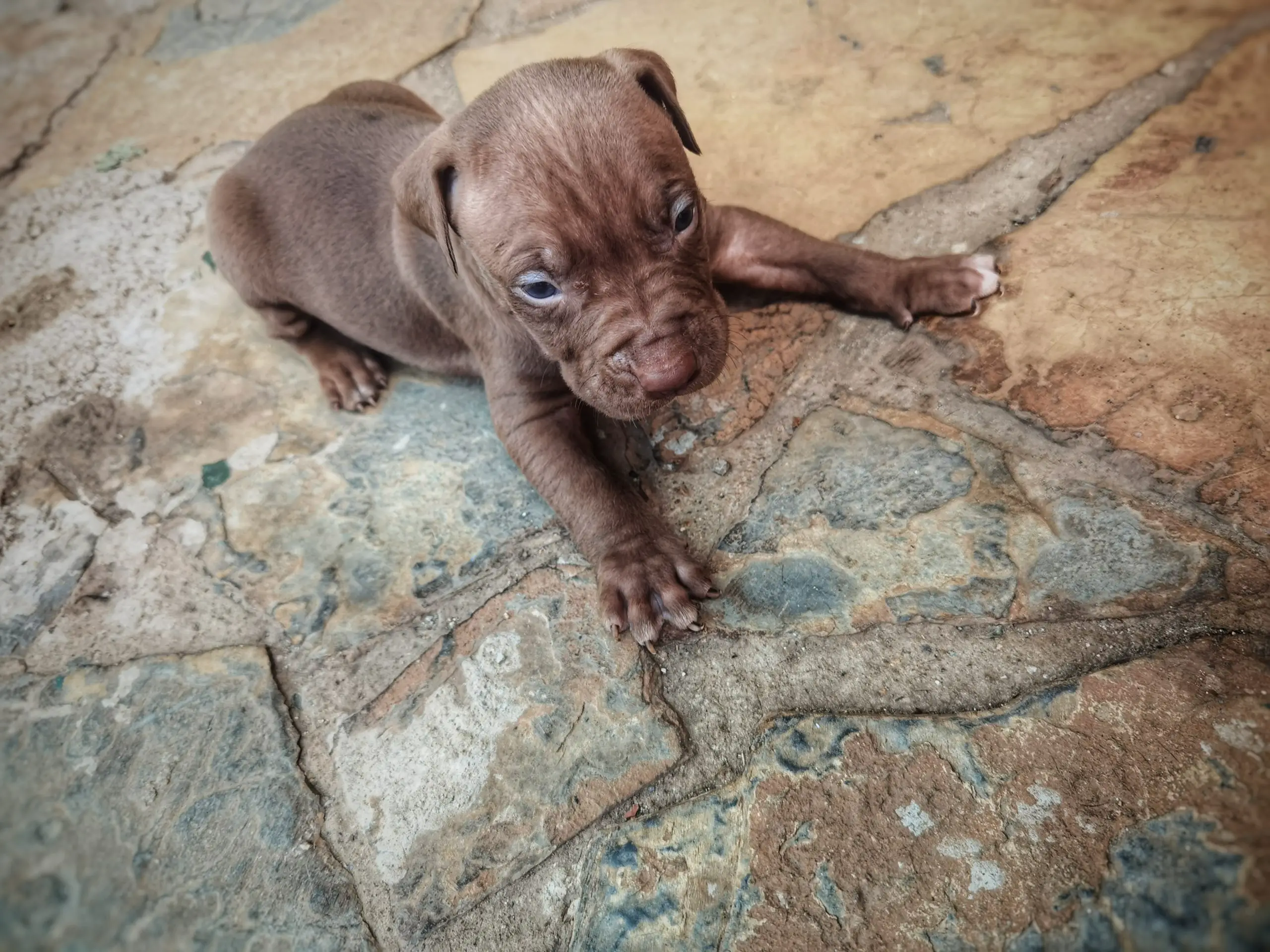 Pitbull Puppies in Johannesburg (06/04/2021)