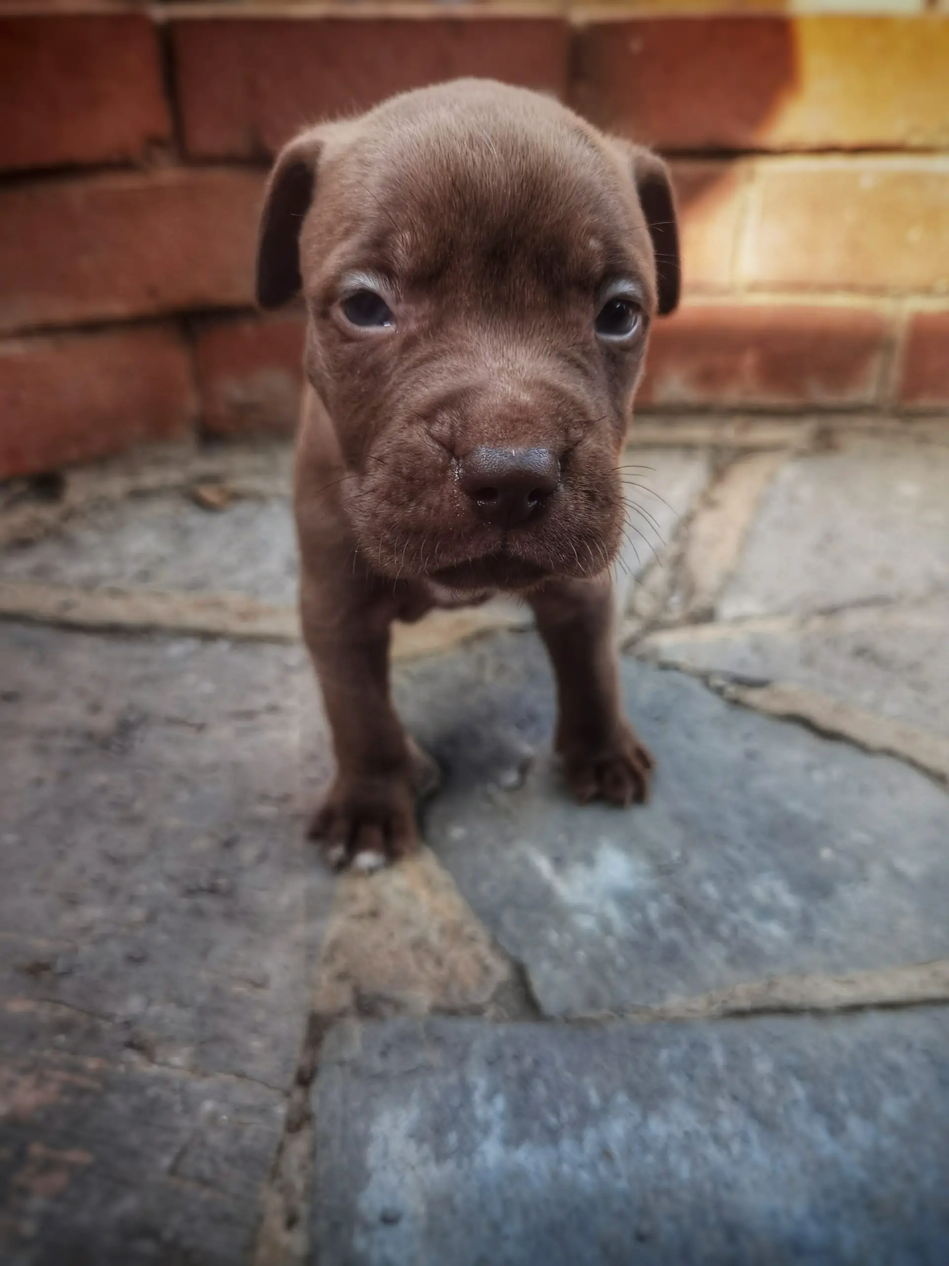 Pitbull Puppies in Johannesburg (06/04/2021)