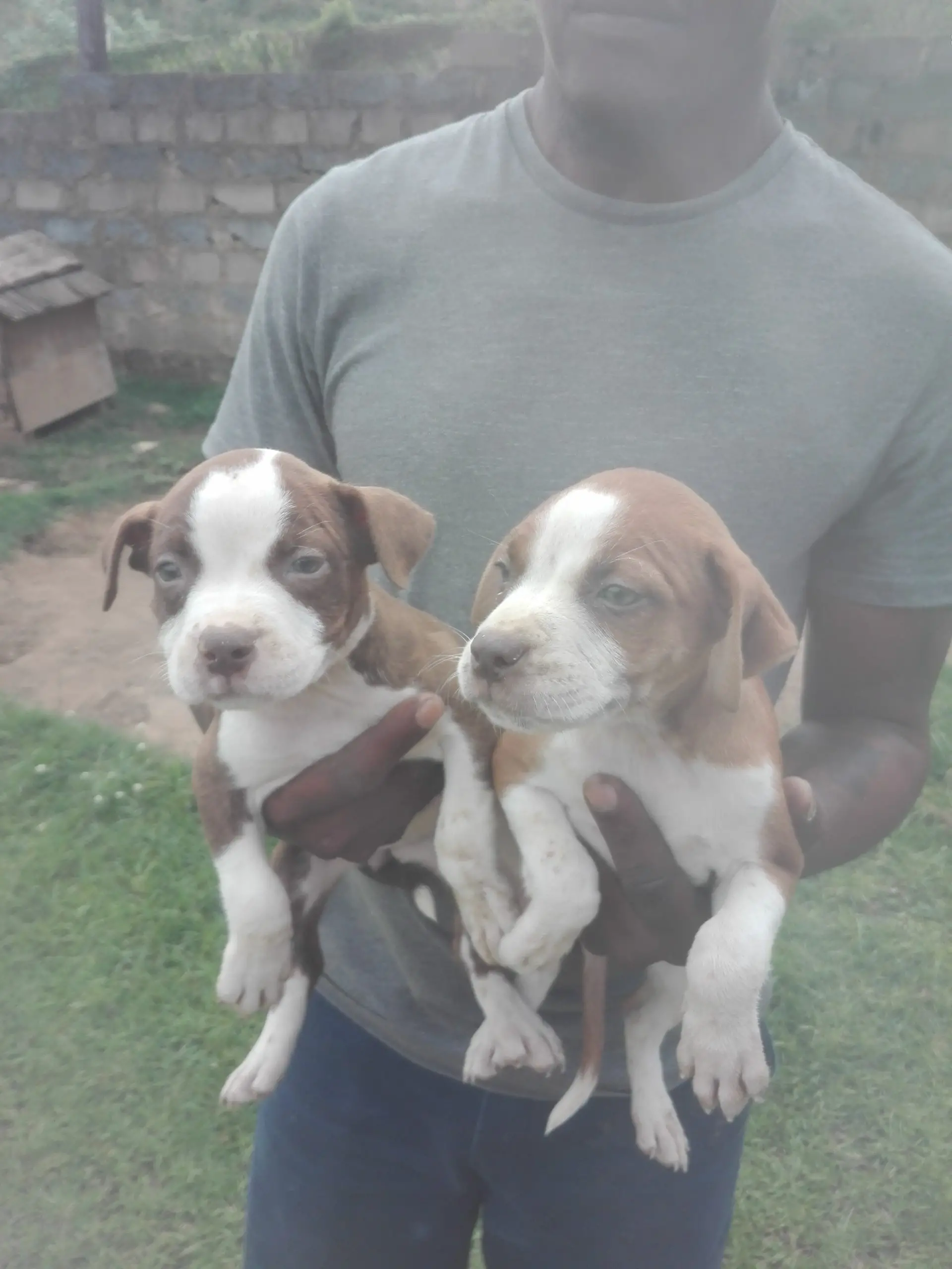 Pitbull Puppies in Kwazulu Natal (02/04/2021)