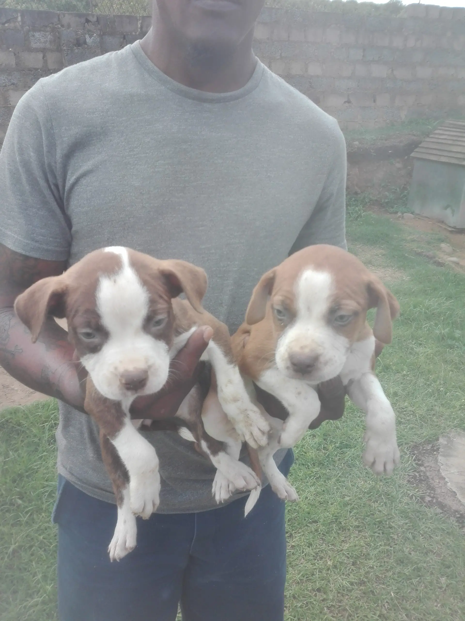 Pitbull Puppies in Kwazulu Natal (07/04/2021)