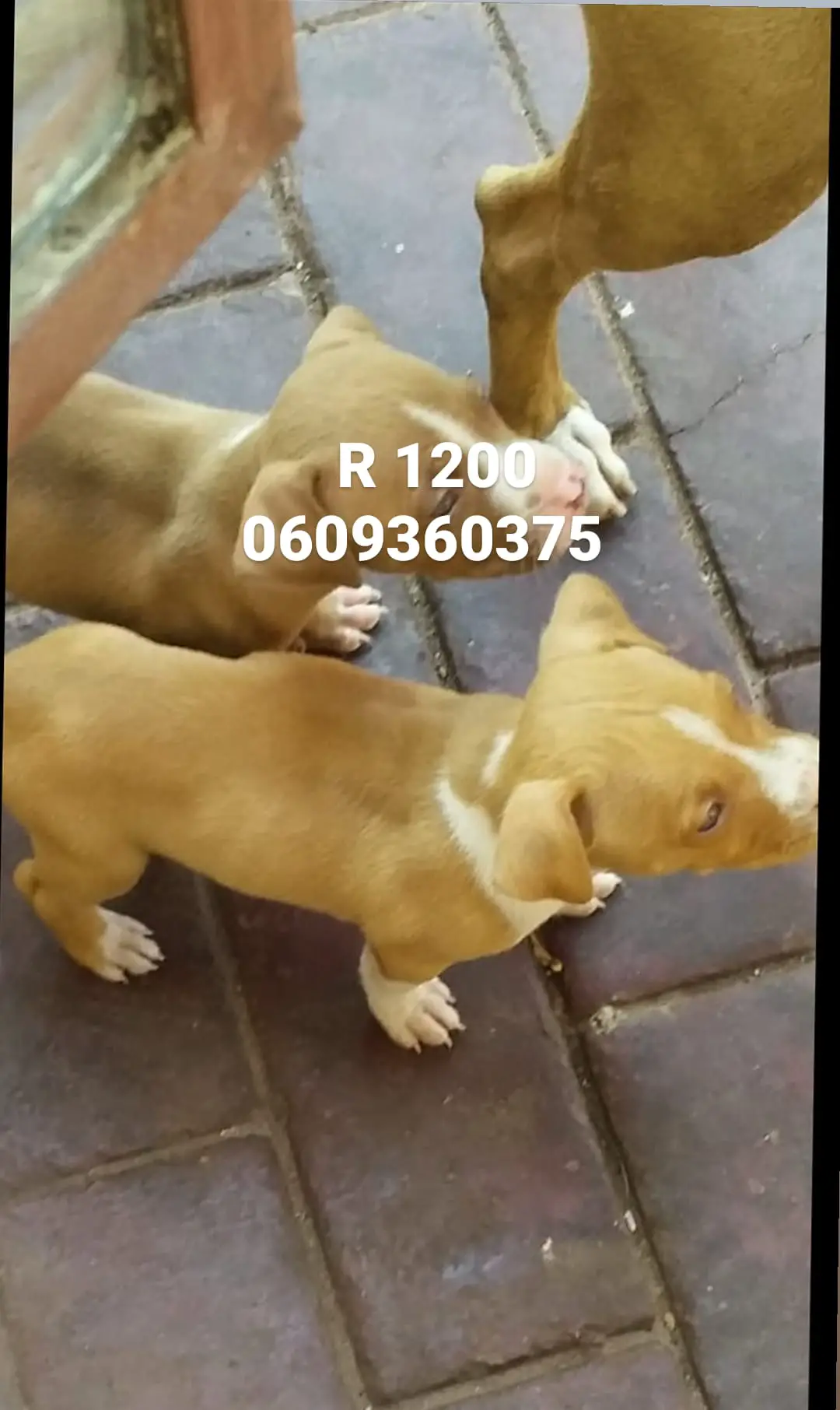 Pitbull Puppies in Pretoria (03/04/2021)