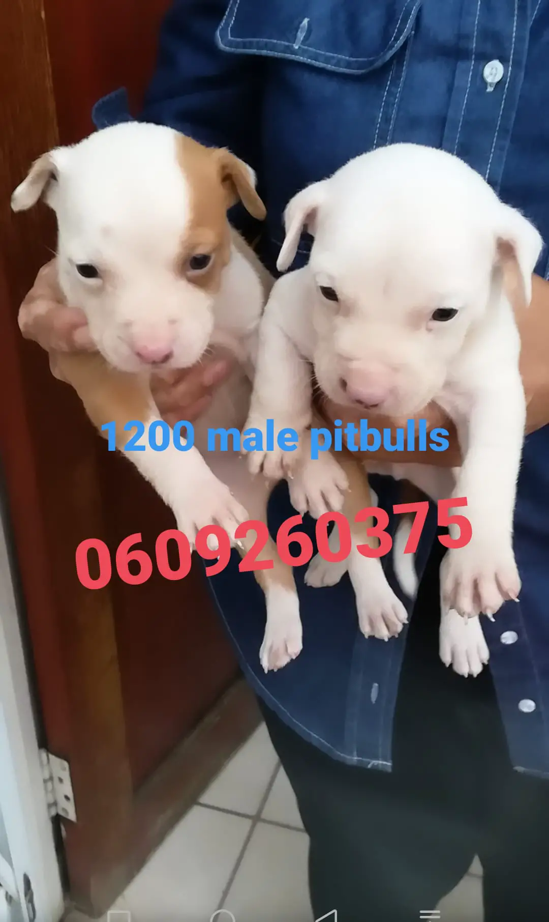 Pitbull Puppies in Pretoria (10/04/2021)