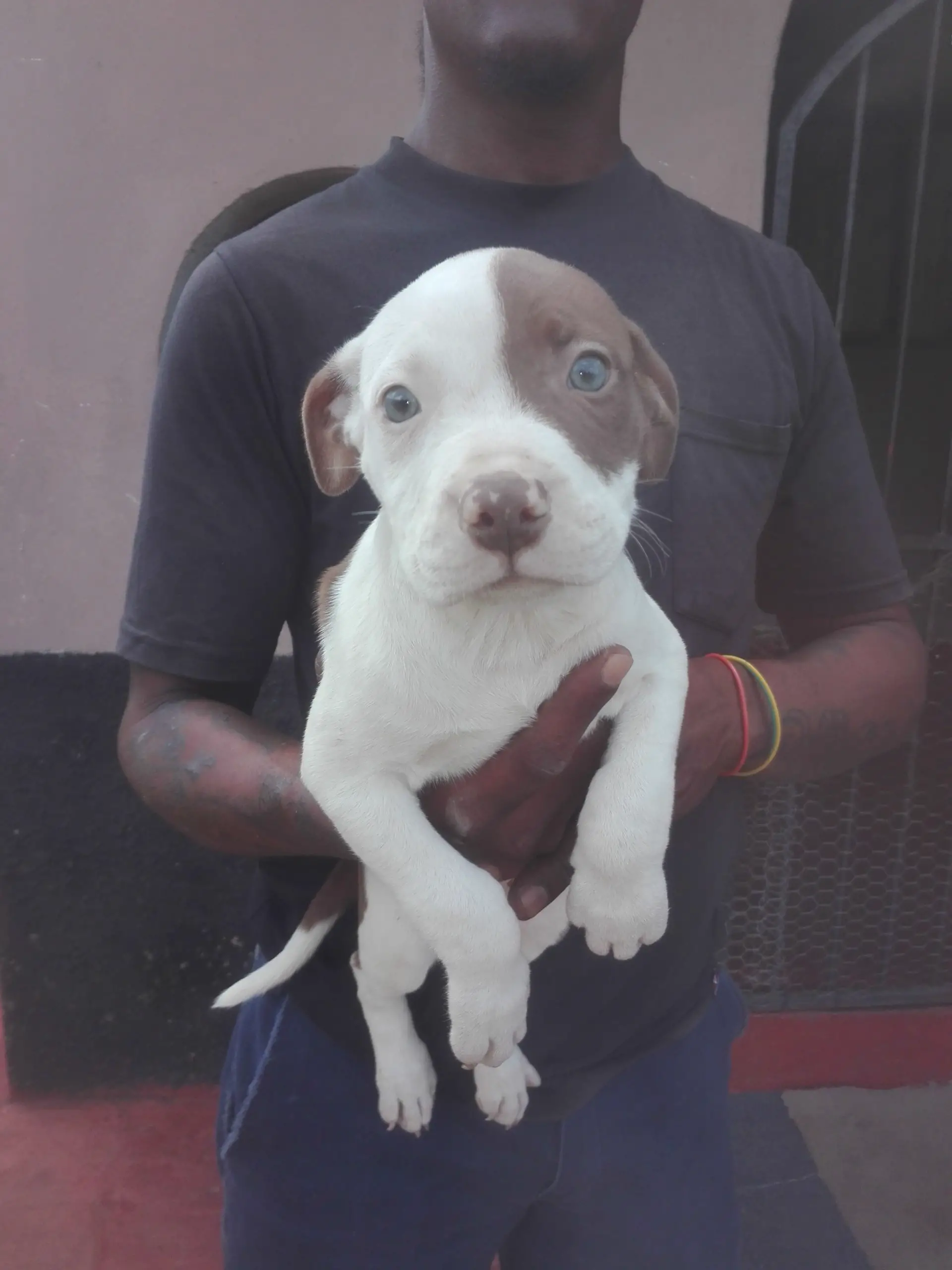 Pitbull Puppies in Kwazulu Natal (12/04/2021)