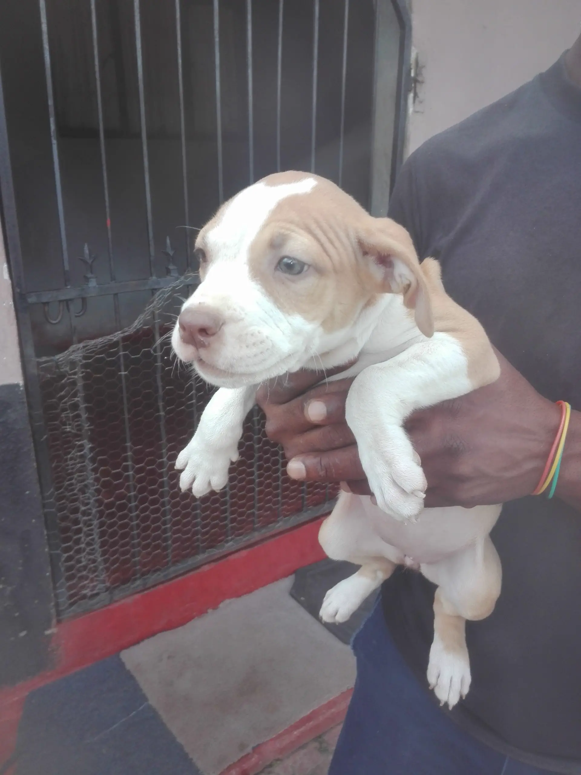 Pitbull Puppies in Kwazulu Natal (12/04/2021)