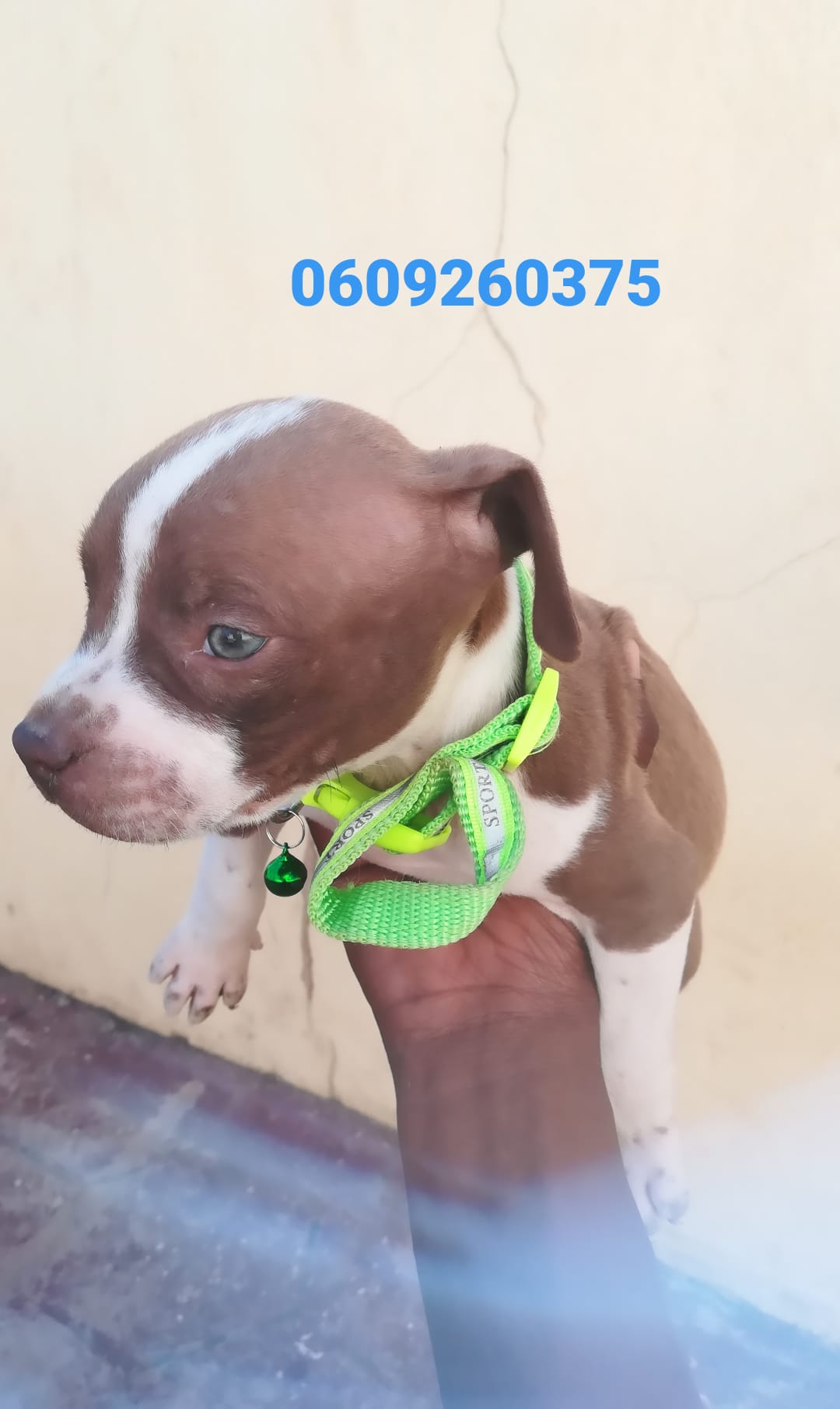 Pitbull Puppies in Pretoria (14/04/2021)