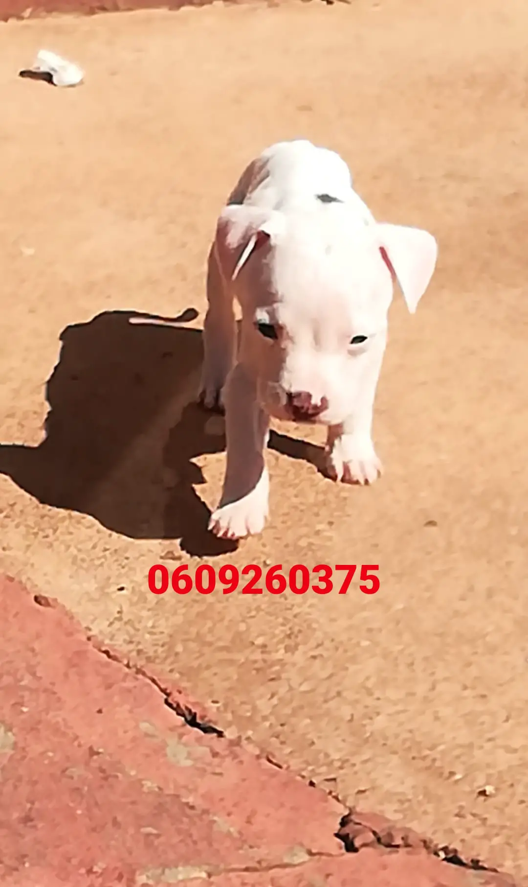Pitbull Puppies in Pretoria (17/04/2021)