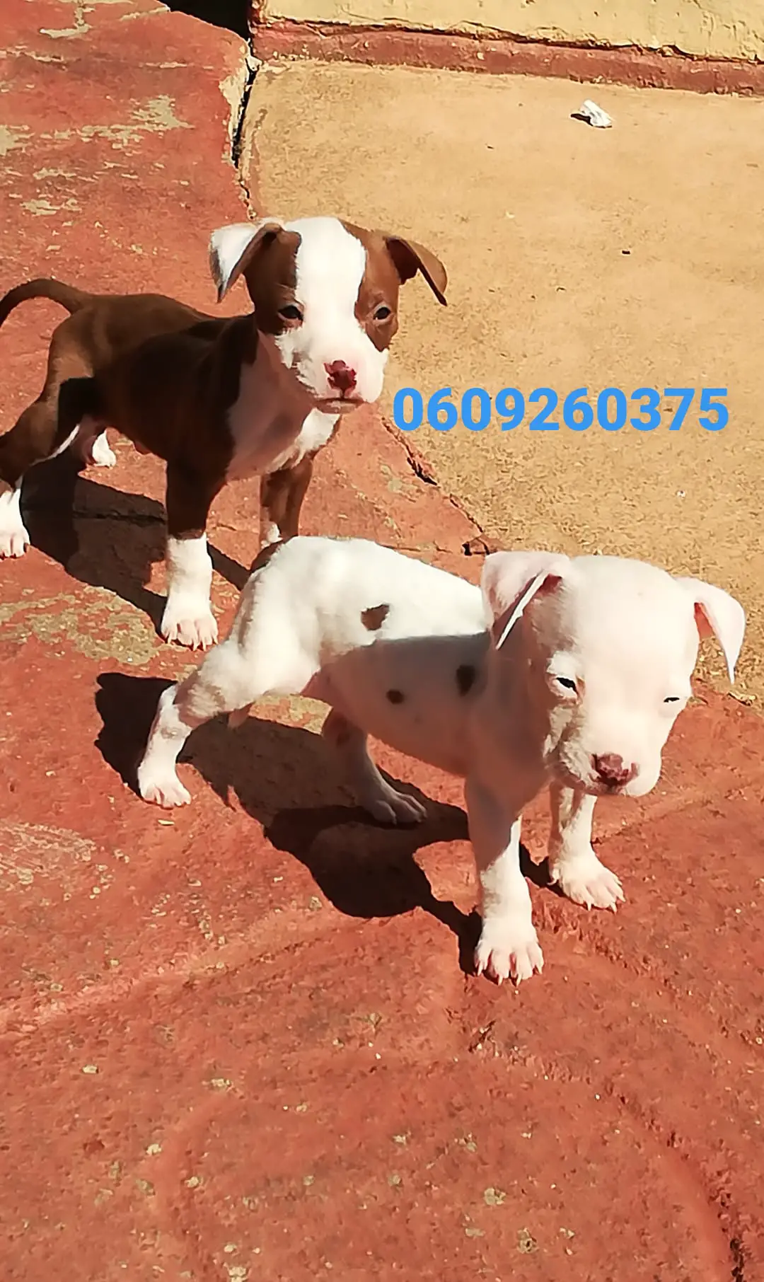 Pitbull Puppies in Pretoria (17/04/2021)