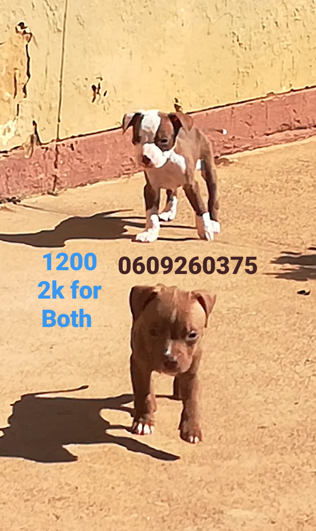 Pitbull Puppies in Pretoria (18/04/2021)
