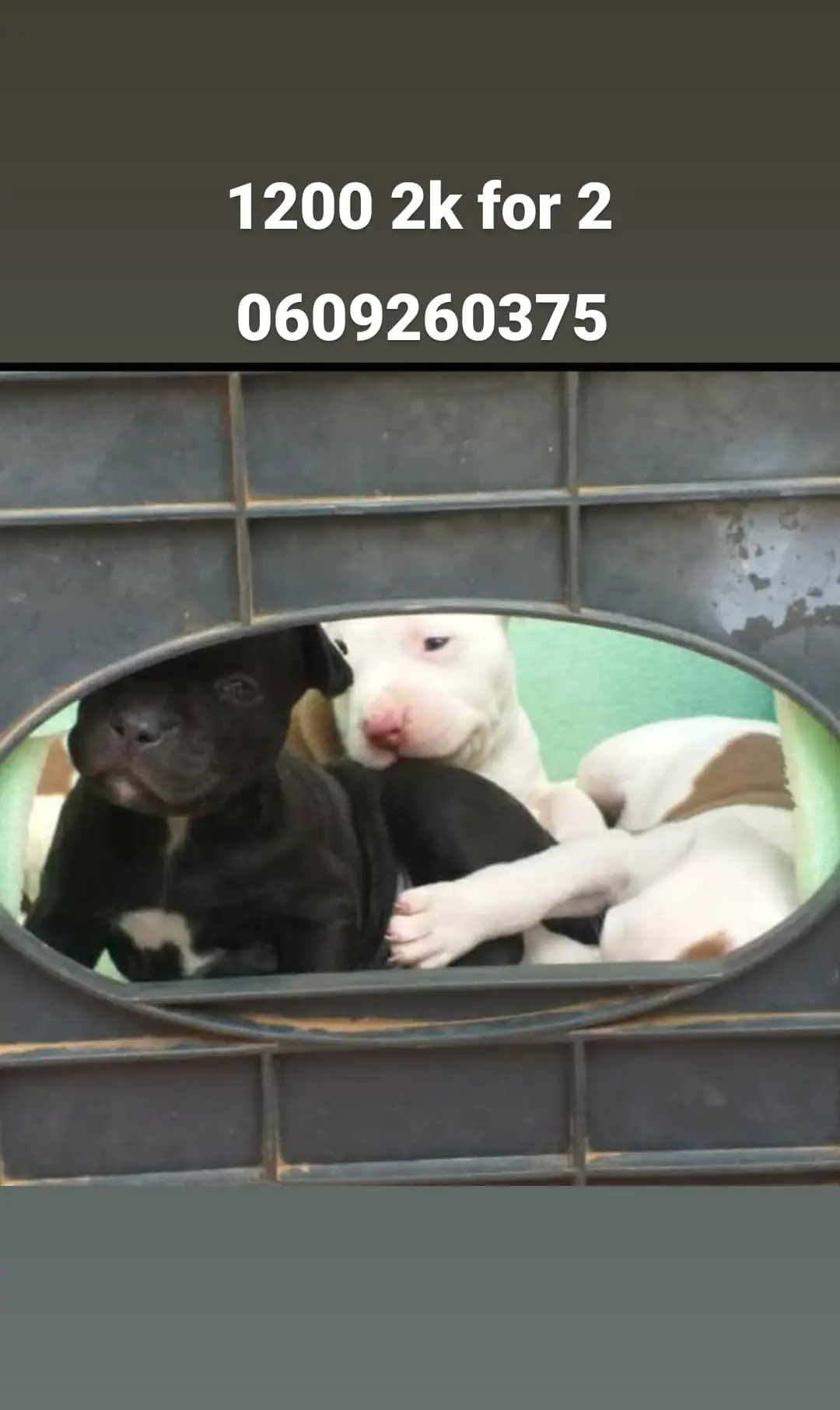 Pitbull Puppies in Pretoria (24/04/2021)