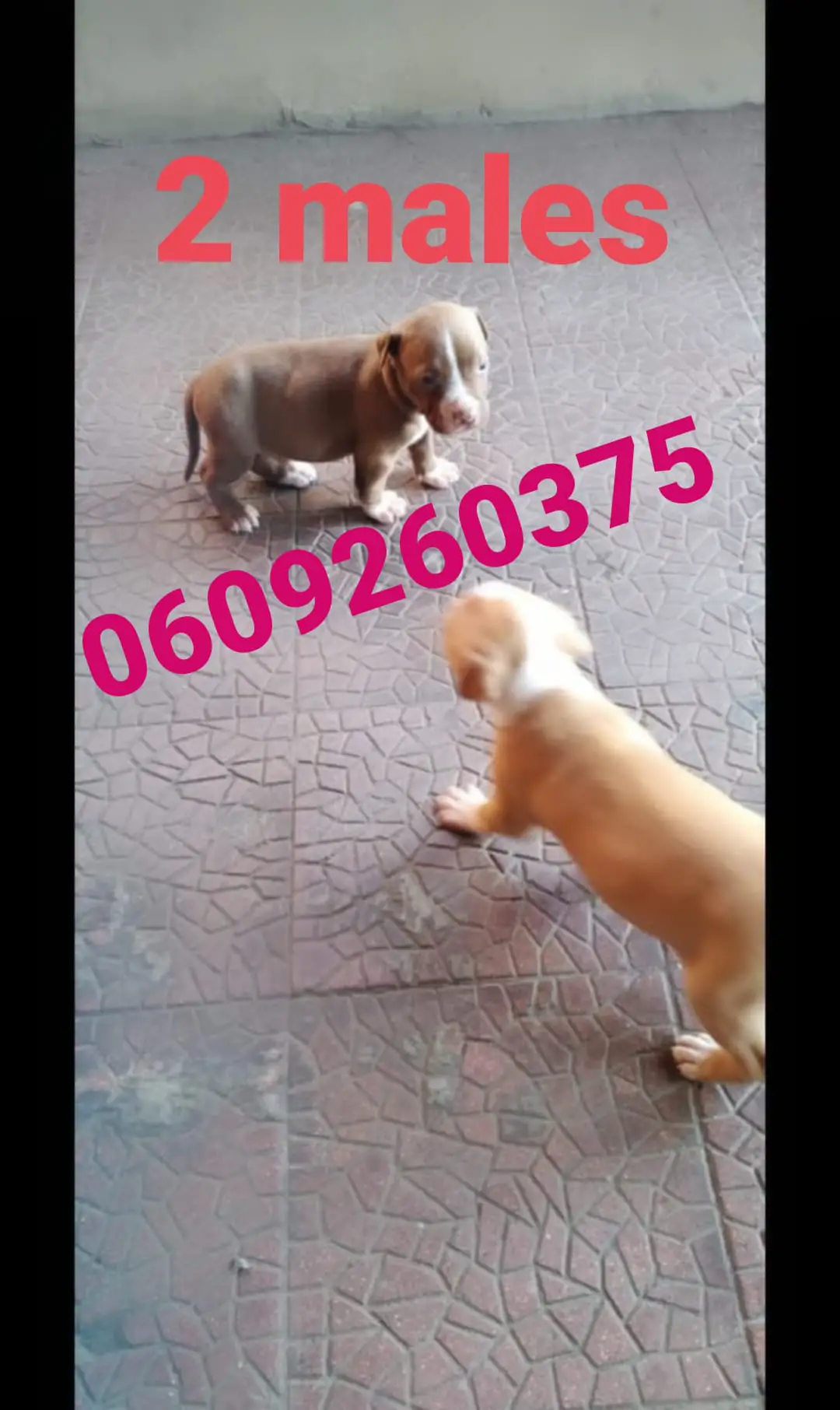 Pitbull Puppies in Pretoria (26/04/2021)