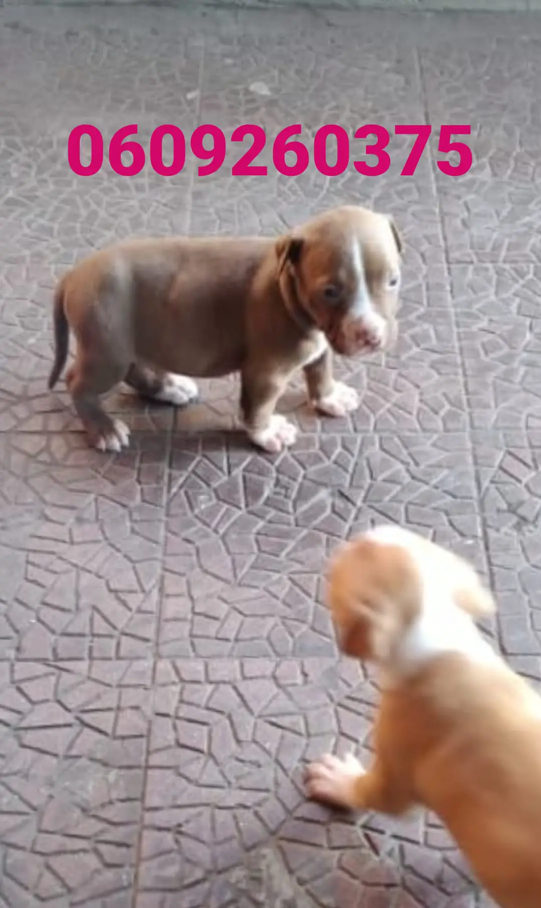 Pitbull Puppies in Pretoria (26/04/2021)