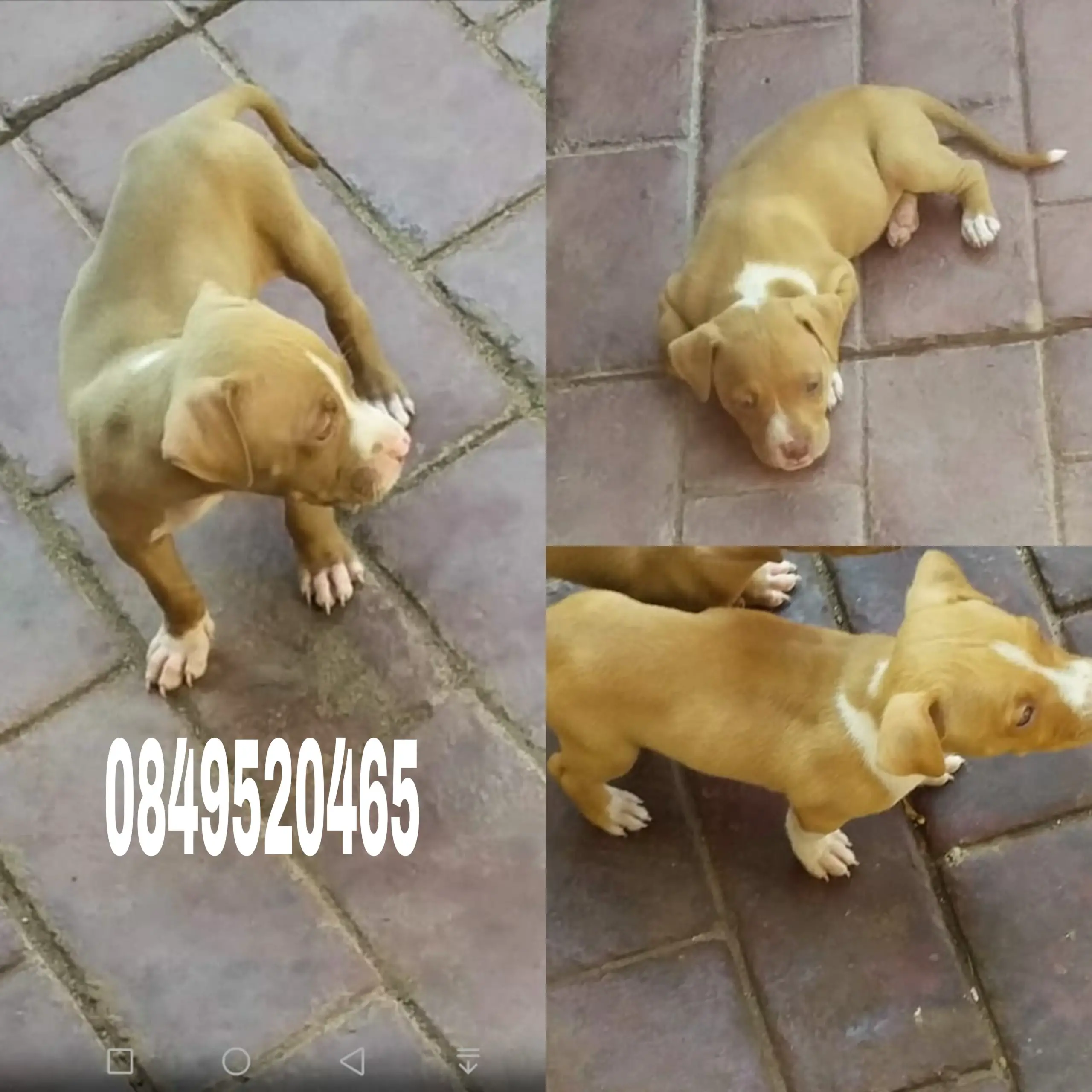 Pitbull Puppies in East Rand (22/04/2021)