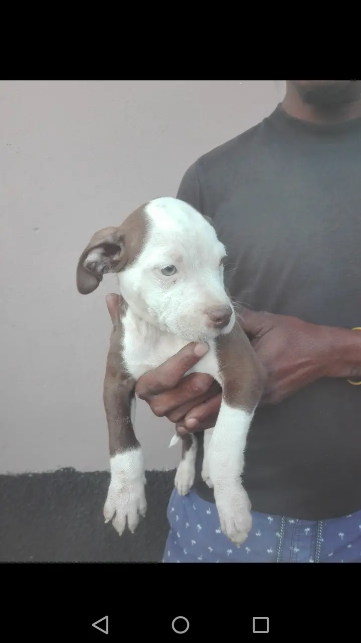 Pitbull Puppies in Kwazulu Natal (19/04/2021)