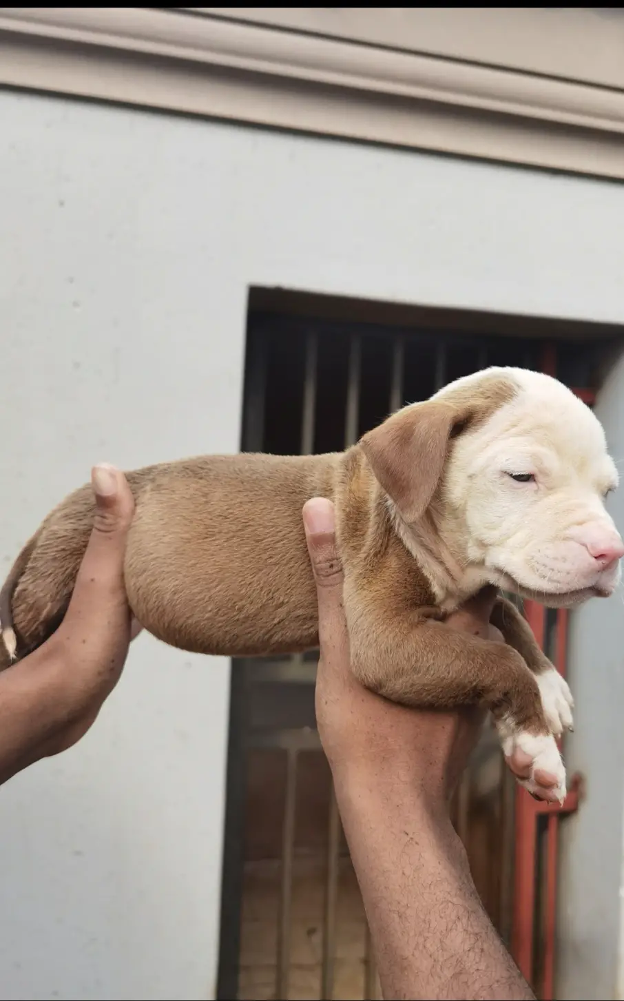 Pitbull Puppies in Johannesburg (08/04/2021)