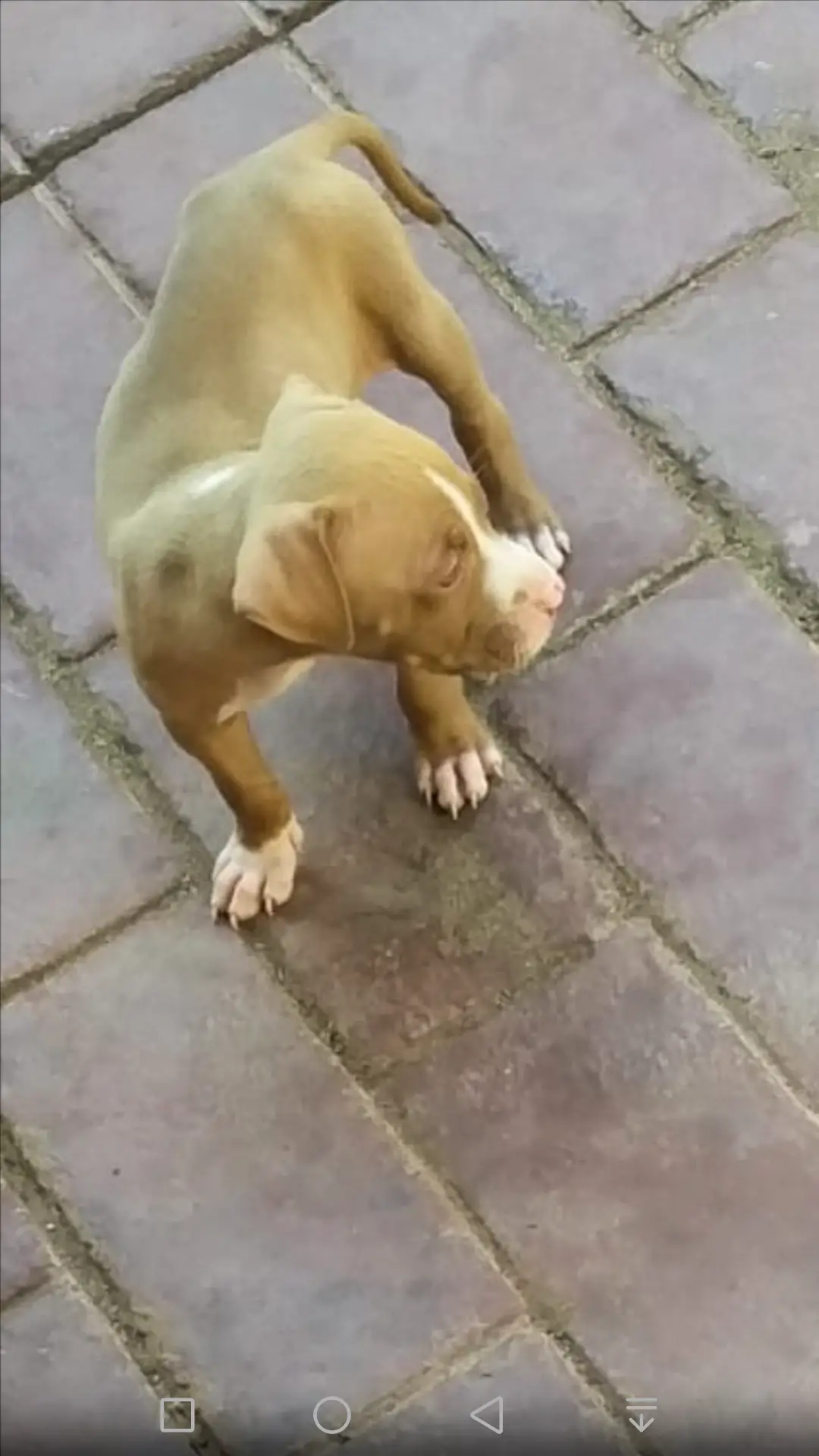 Pitbull Puppies in Pretoria (03/04/2021)