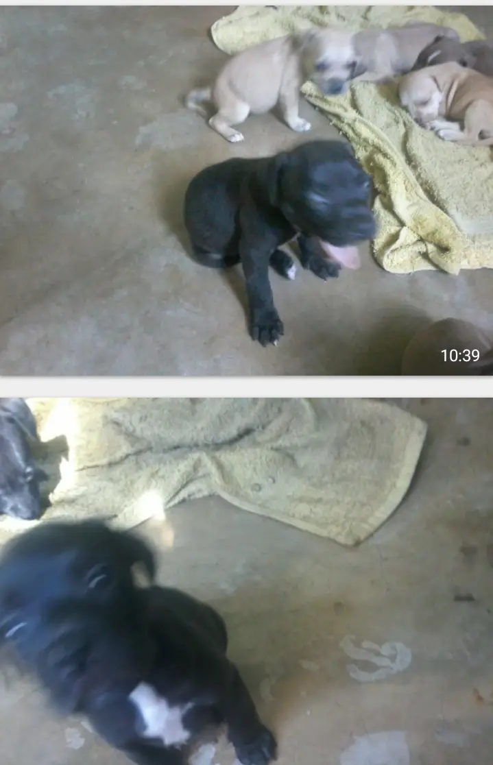 Pitbull Puppies in Kwazulu Natal (03/05/2021)