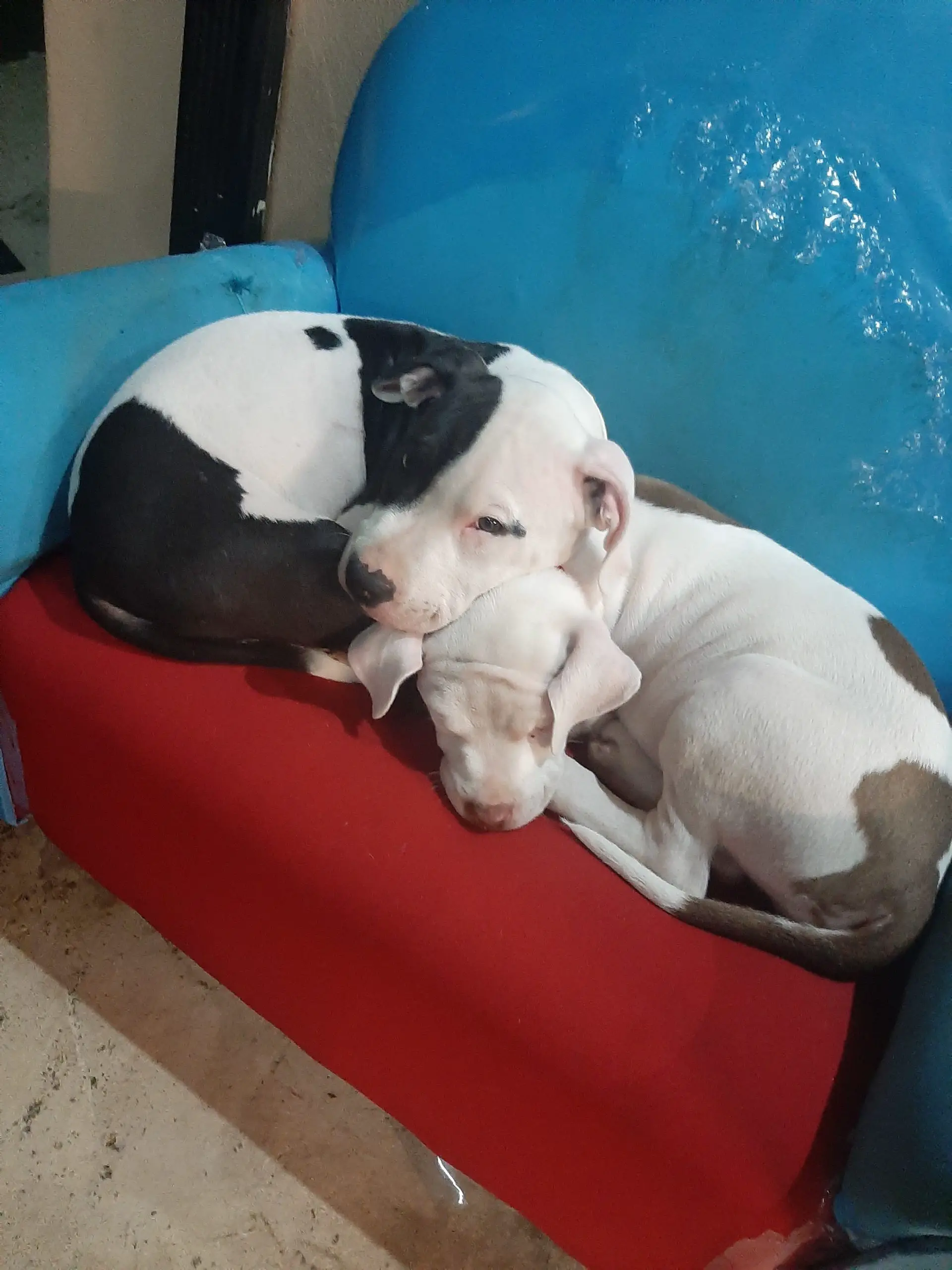 Pitbull Puppies in Kwazulu Natal (02/05/2021)