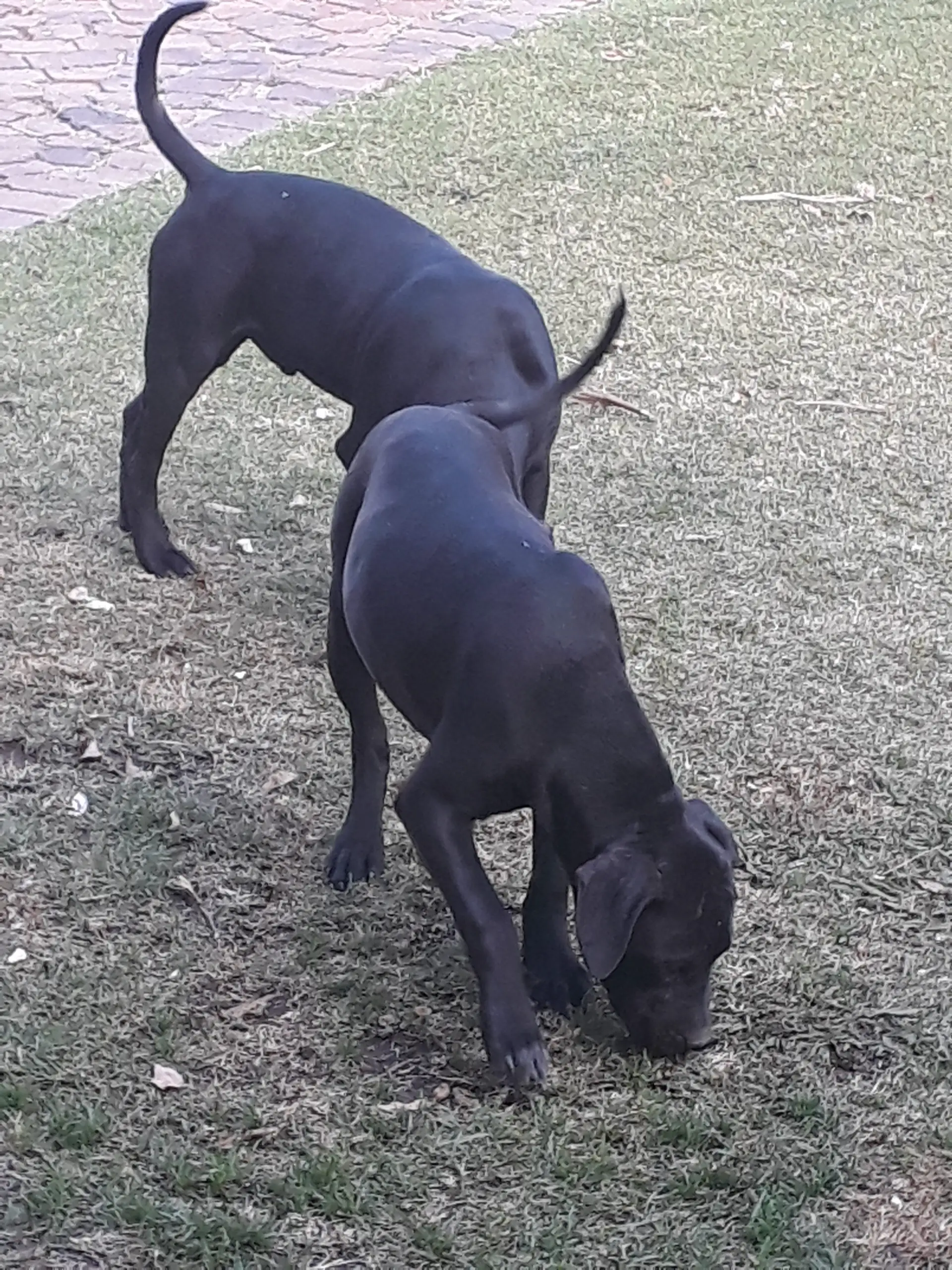 Pitbull Puppies in East Rand (06/05/2021)