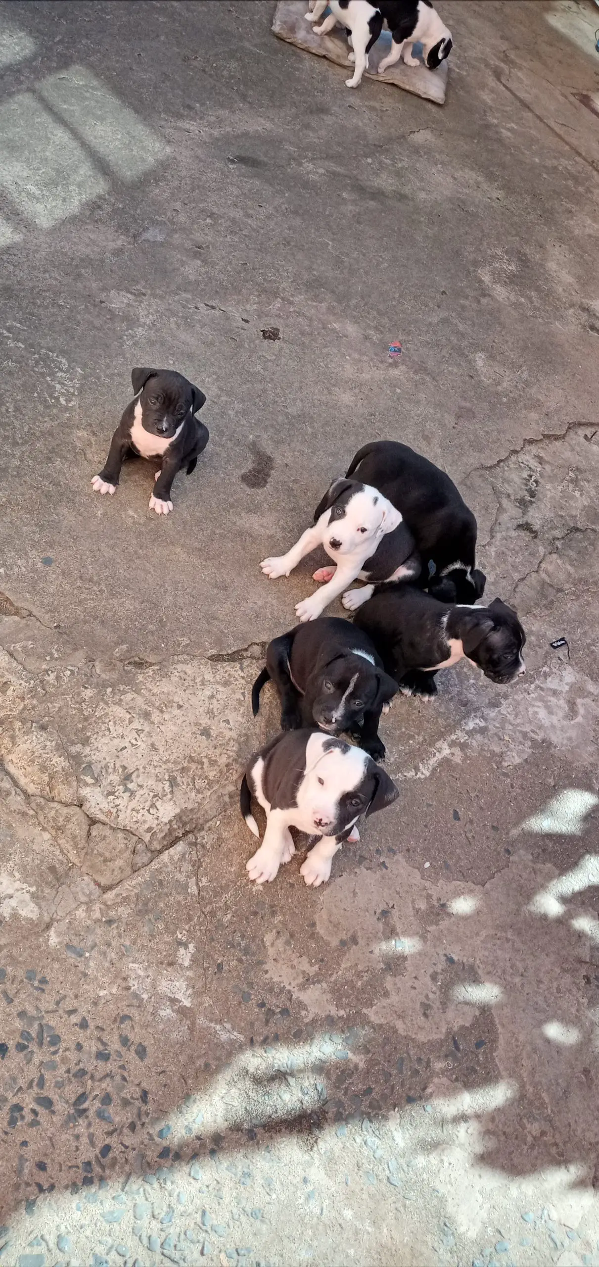 Pitbull Puppies in Kwazulu Natal (15/05/2021)