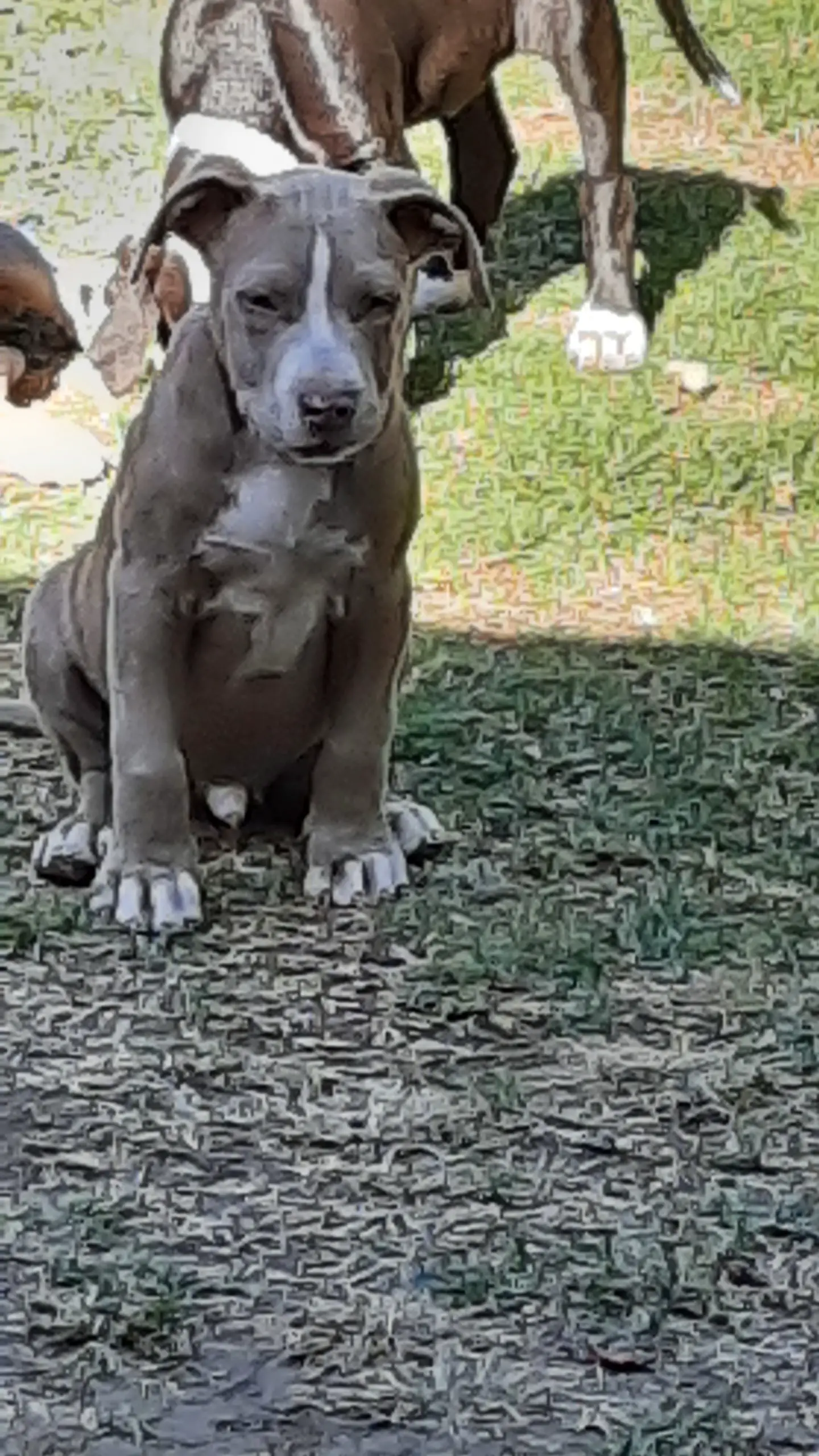 Pitbull Puppies in Johannesburg (29/05/2021)