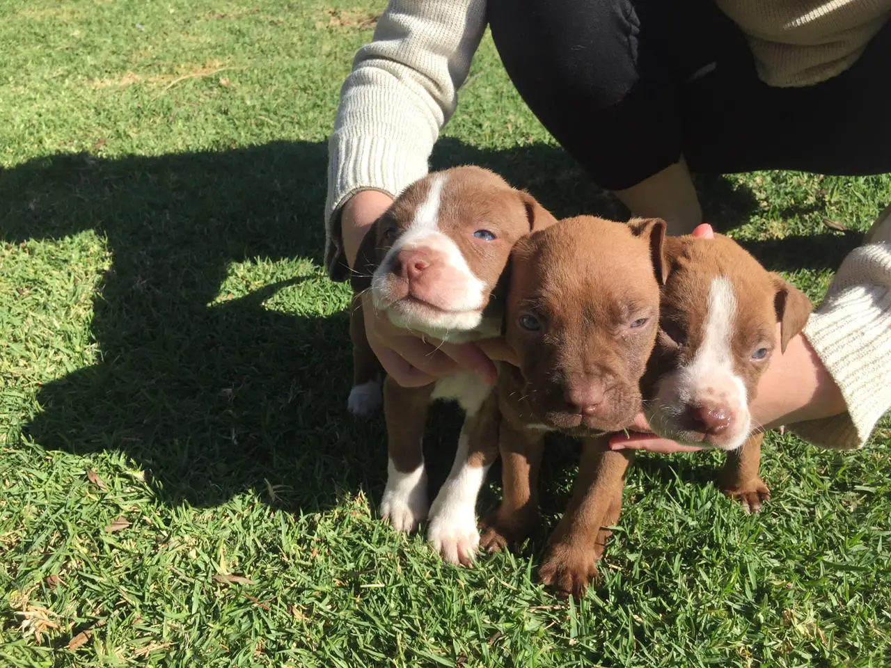 Pitbull Puppies in Pretoria (20/05/2021)