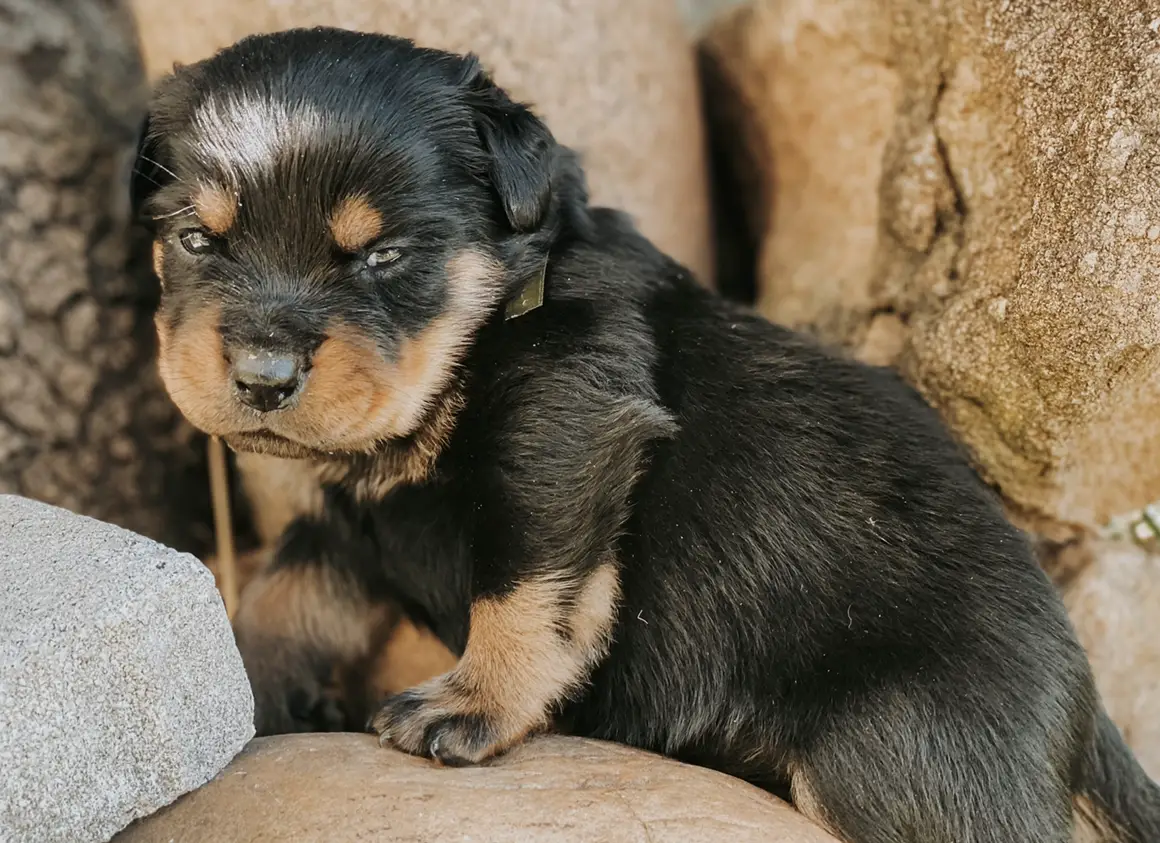 Rottweiler Puppies in Mpumalanga (04/05/2021)