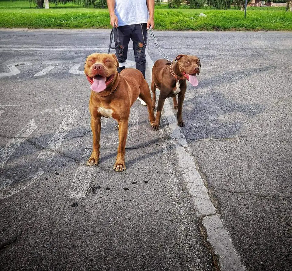 Pitbull Puppies in Johannesburg (01/05/2021)