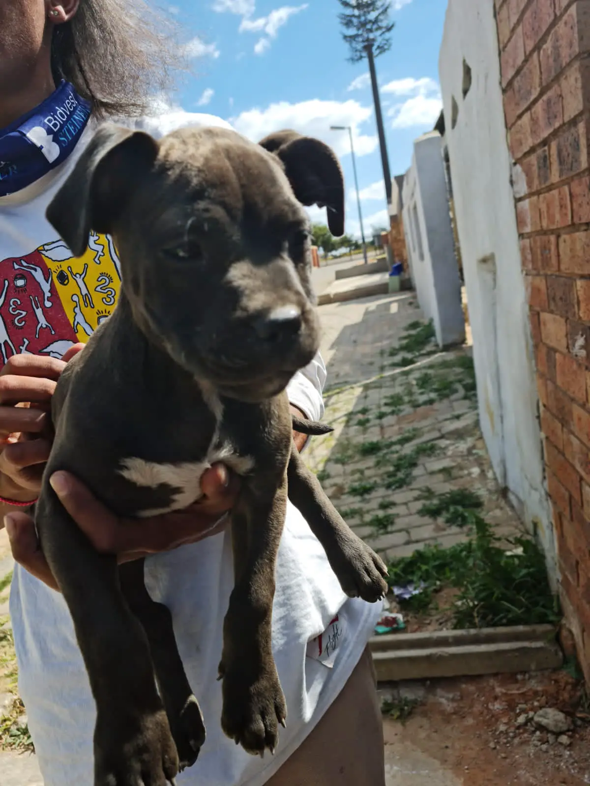 Pitbull Puppies in Johannesburg (02/05/2021)