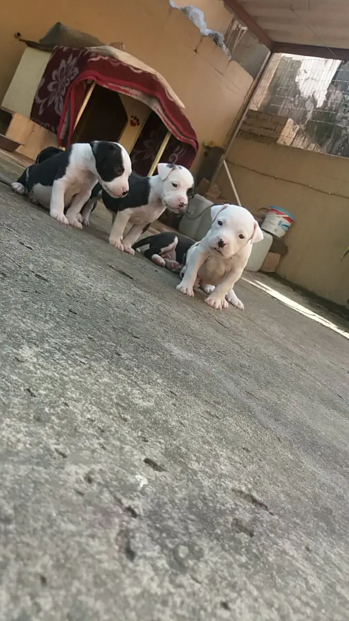 Pitbull Puppies in Kwazulu Natal (30/05/2021)