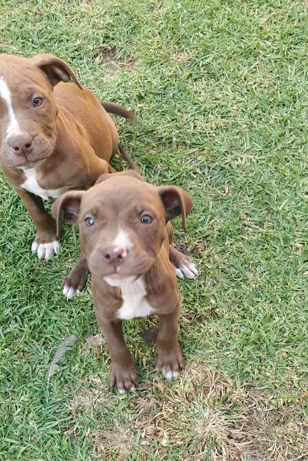 Pitbull Puppies in East Rand (10/05/2021)