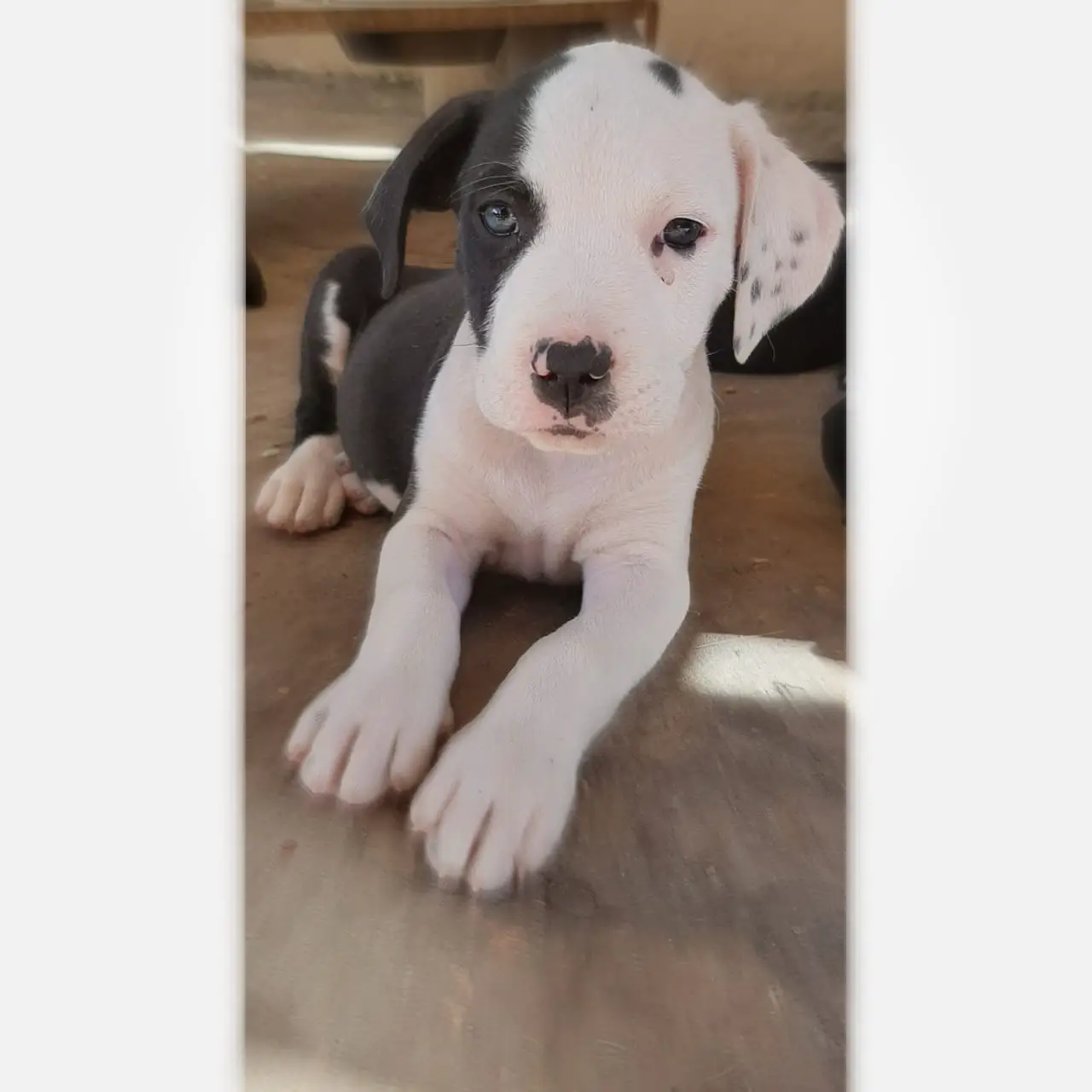 Pitbull Puppies in Kwazulu Natal (16/05/2021)
