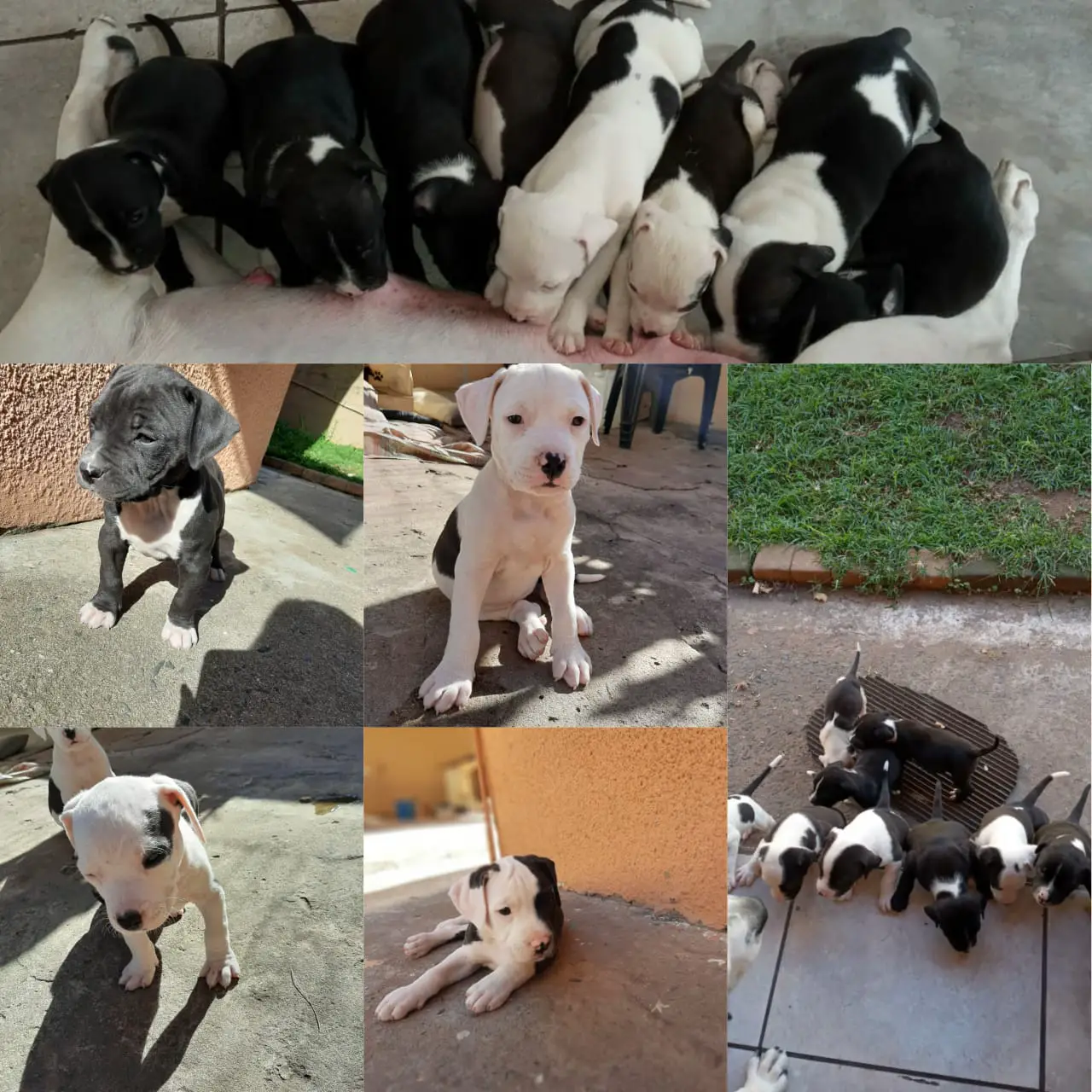 Pitbull Puppies in Kwazulu Natal (15/05/2021)