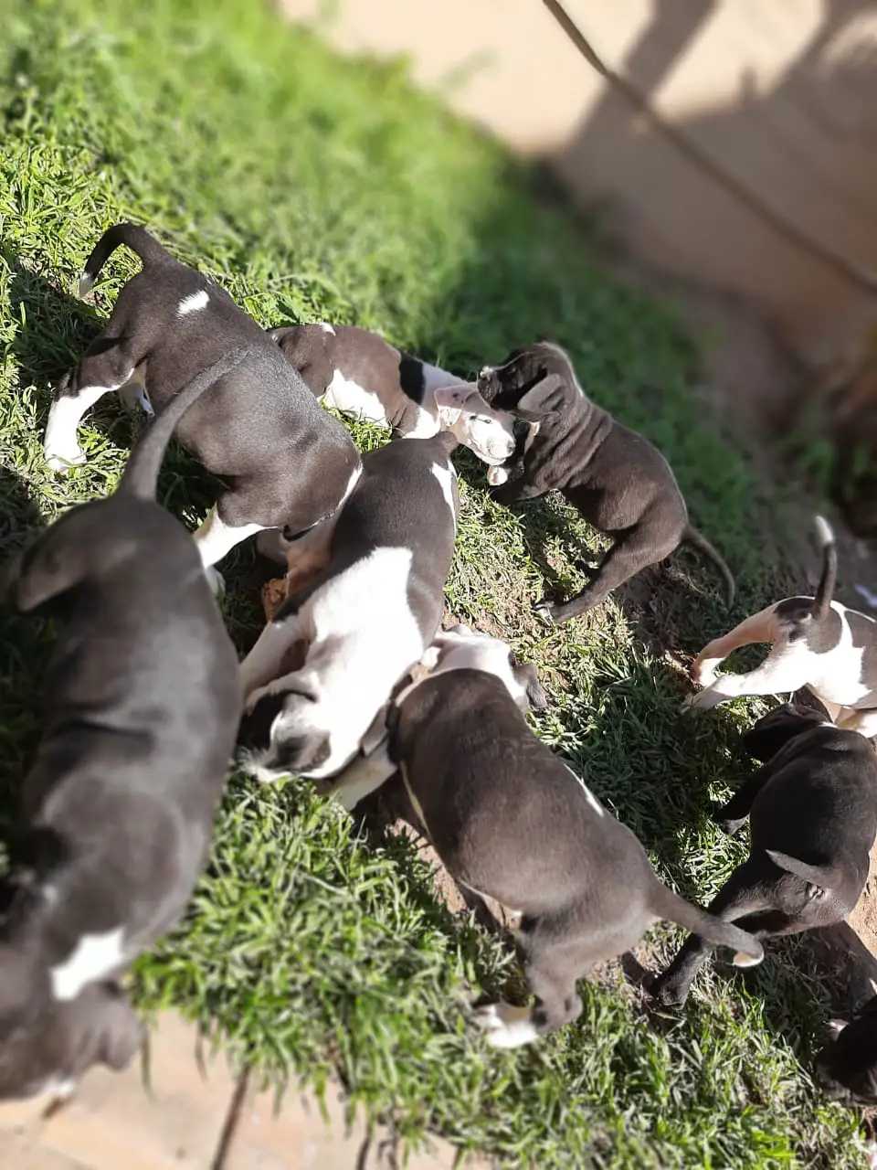Pitbull Puppies in Kwazulu Natal (16/05/2021)