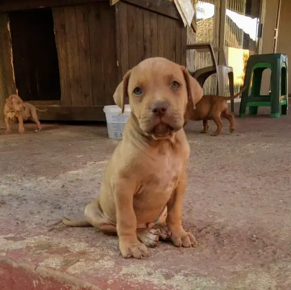 Pitbull Puppies in Johannesburg (18/05/2021)