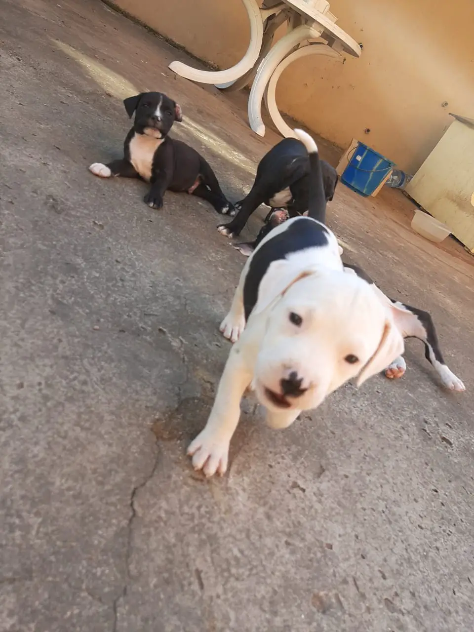 Pitbull Puppies in Kwazulu Natal (25/05/2021)