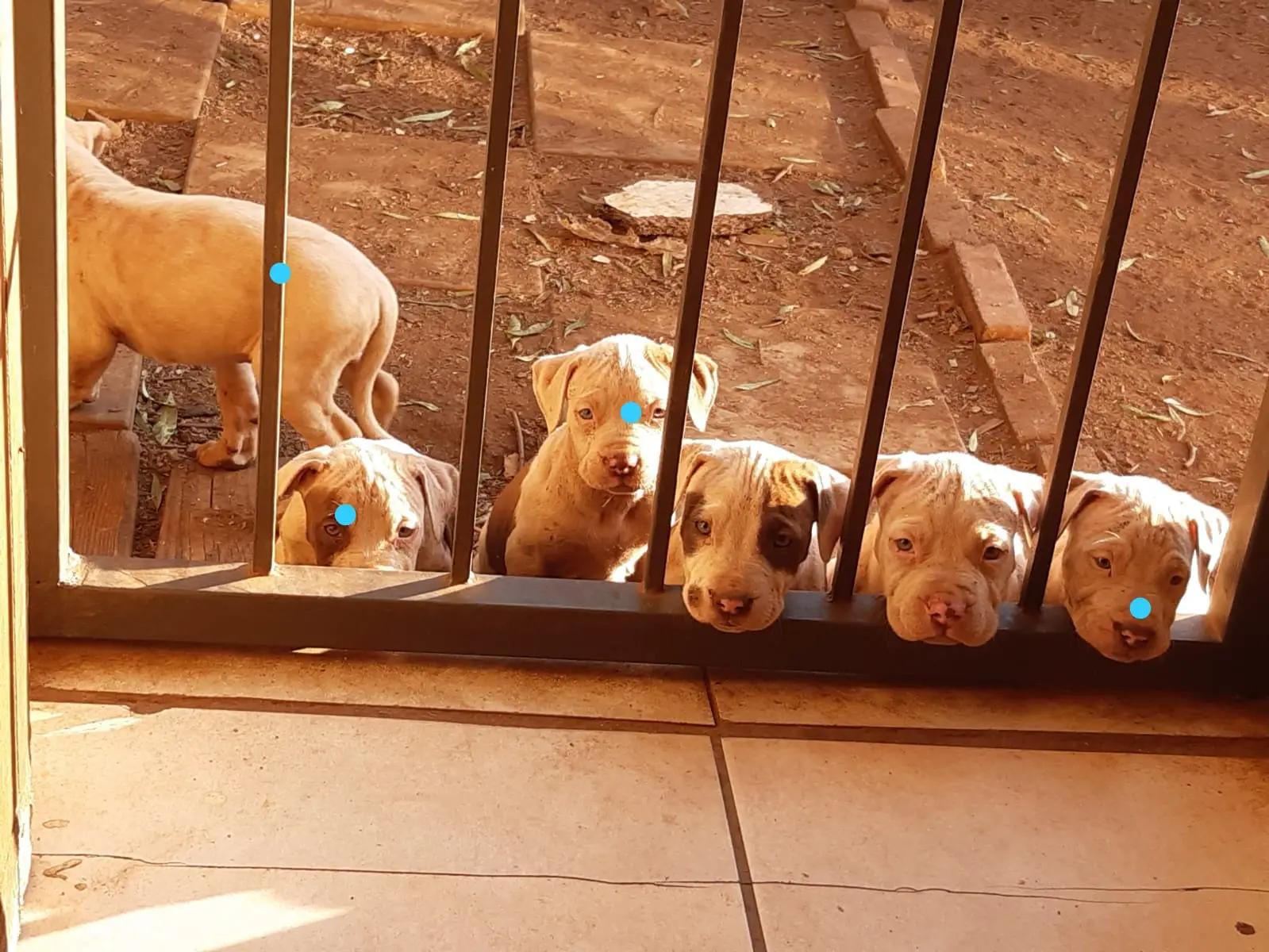 Pitbull Puppies in Johannesburg (26/05/2021)